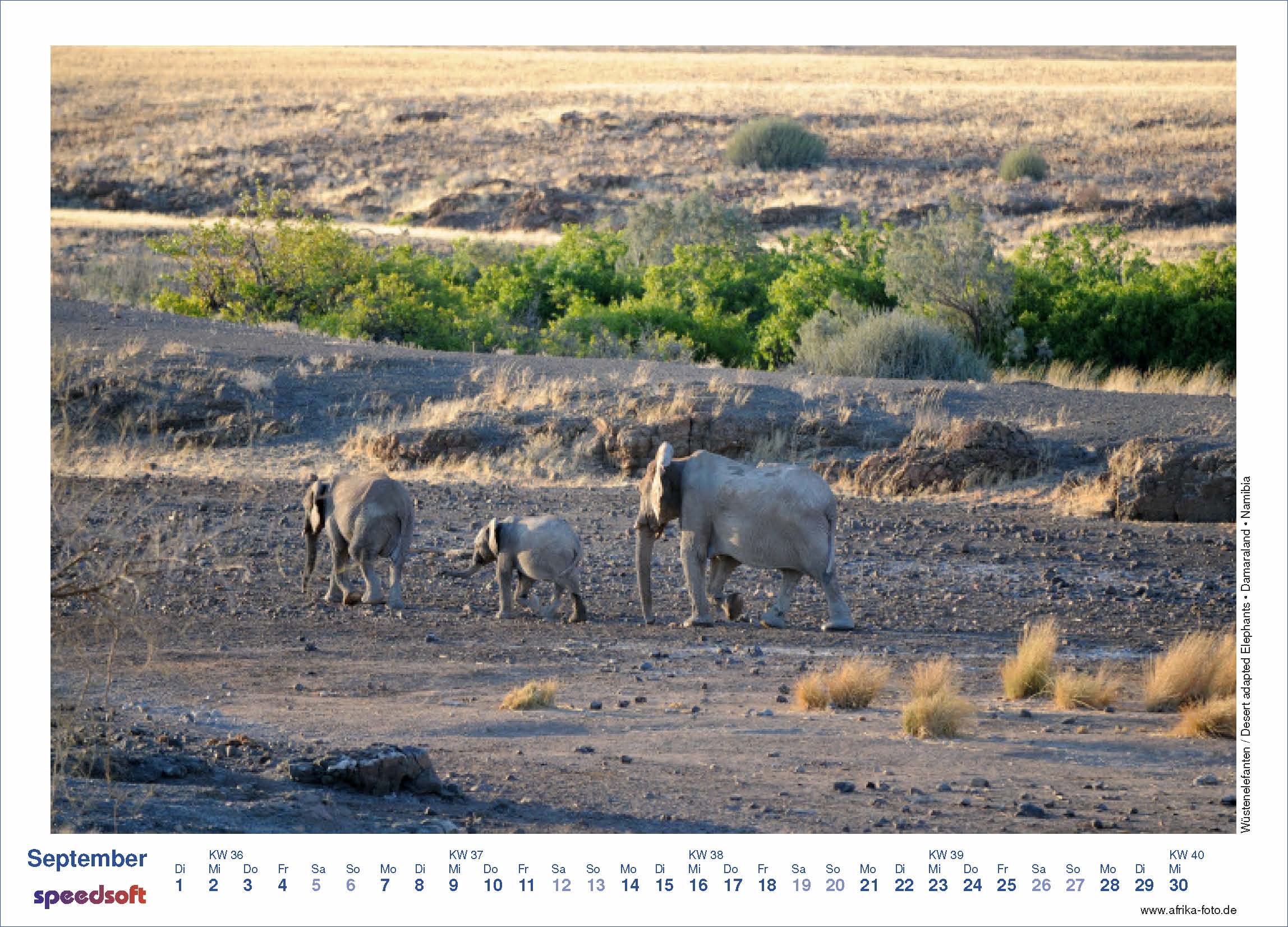 Wüstenelefanten | Desert adapted Elephants | Damaraland | Namibia - Kalender 2009 - September
