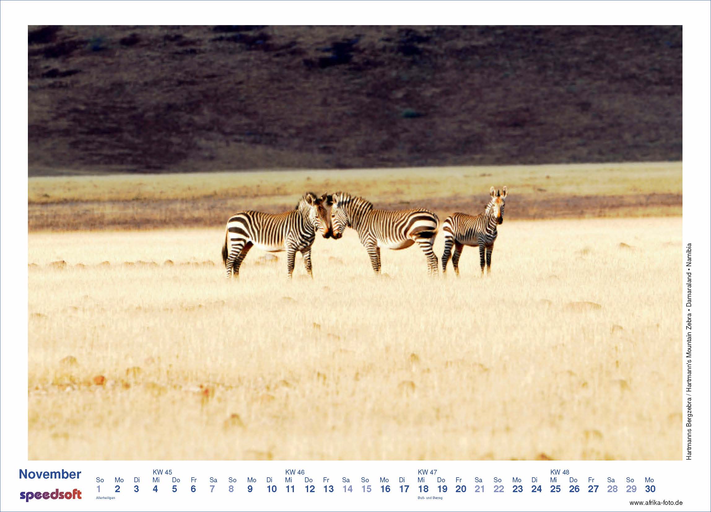 Hartmanns Bergzebra | Hartmann's Mountain Zebra | Damaraland | Namibia - Kalender 2009 - November