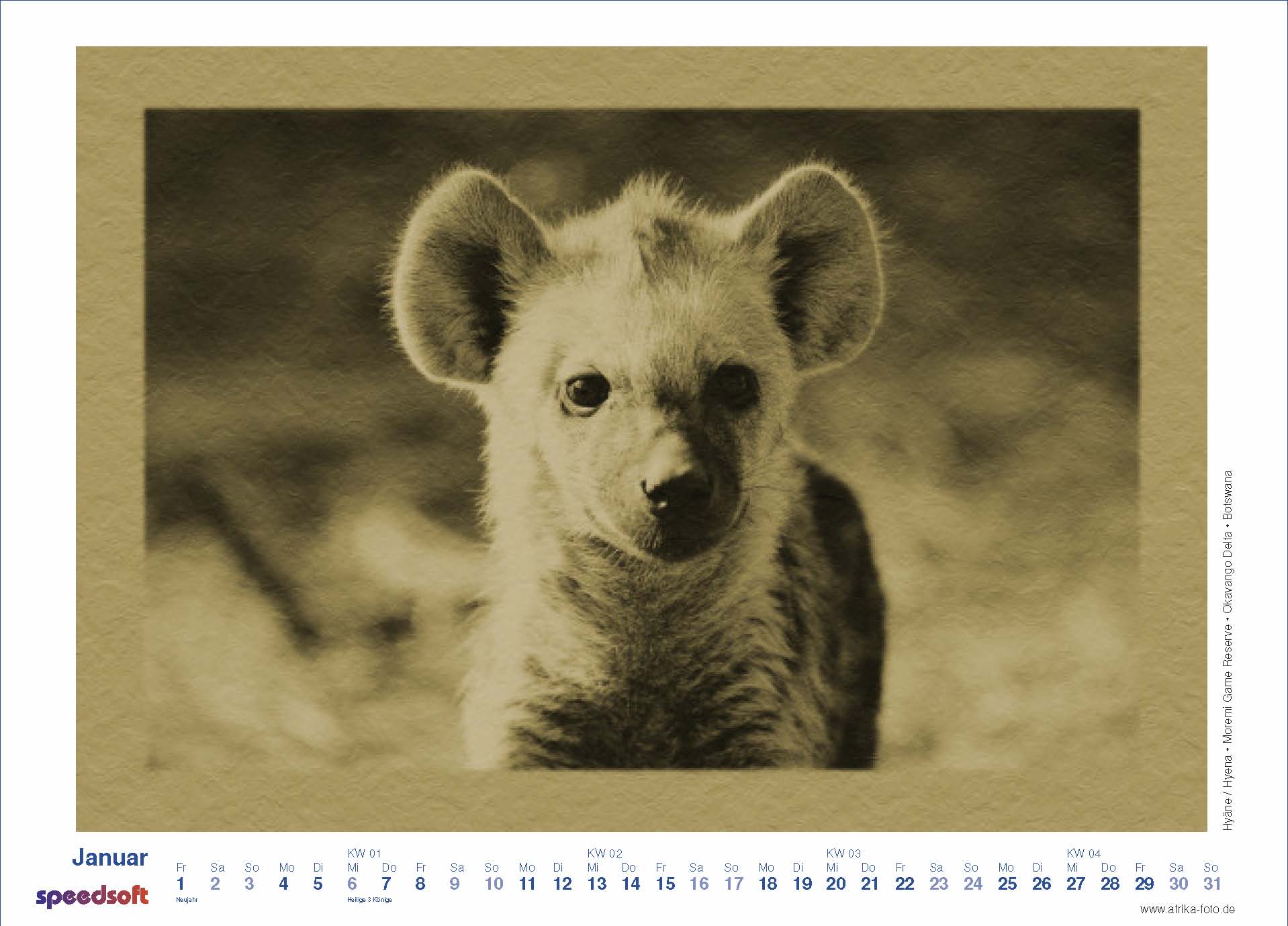 Hyena | Hyäne | Moremi Game Reserve | Okavango Delta | Botswana - Kalender 2010 - Januar