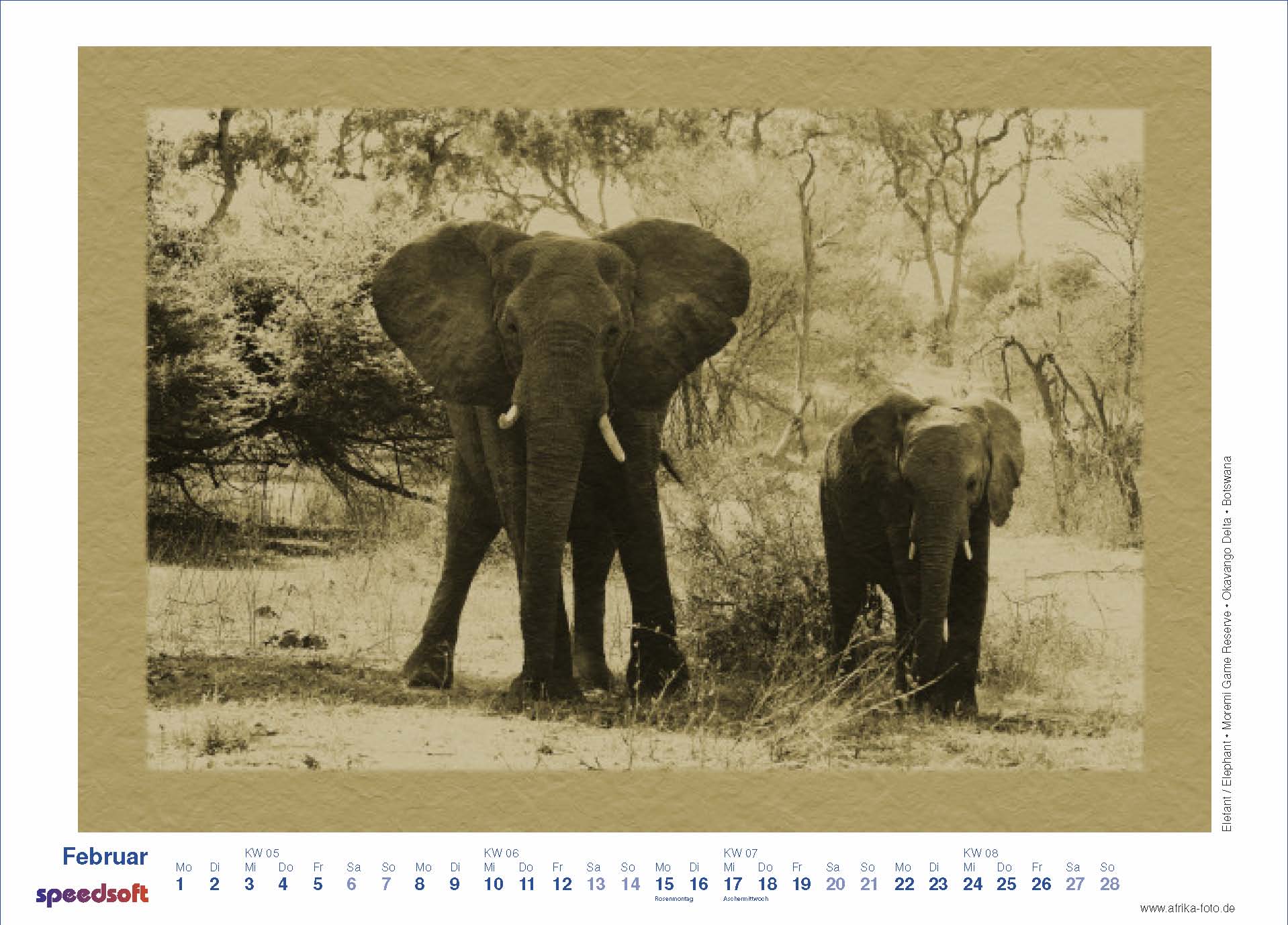 Elephant | Elefant | Moremi Game Reserve | Okavango Delta | Botswana - Kalender 2010 - Februar