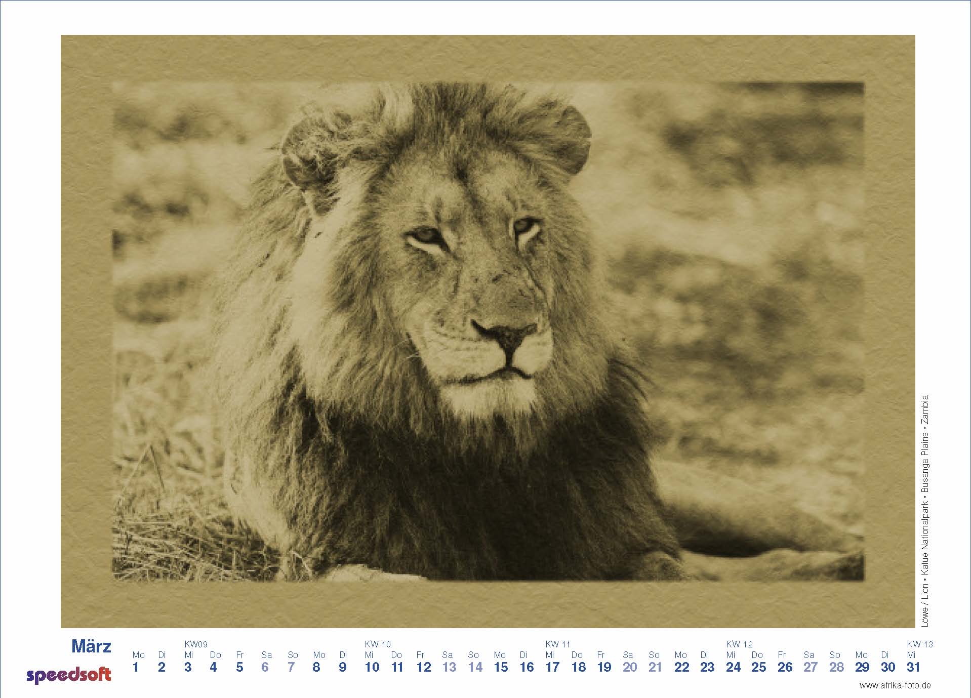 Lion | Löwe | Kafue Nationalpark | Busanga Plains | Zambia - Kalender 2010 - März