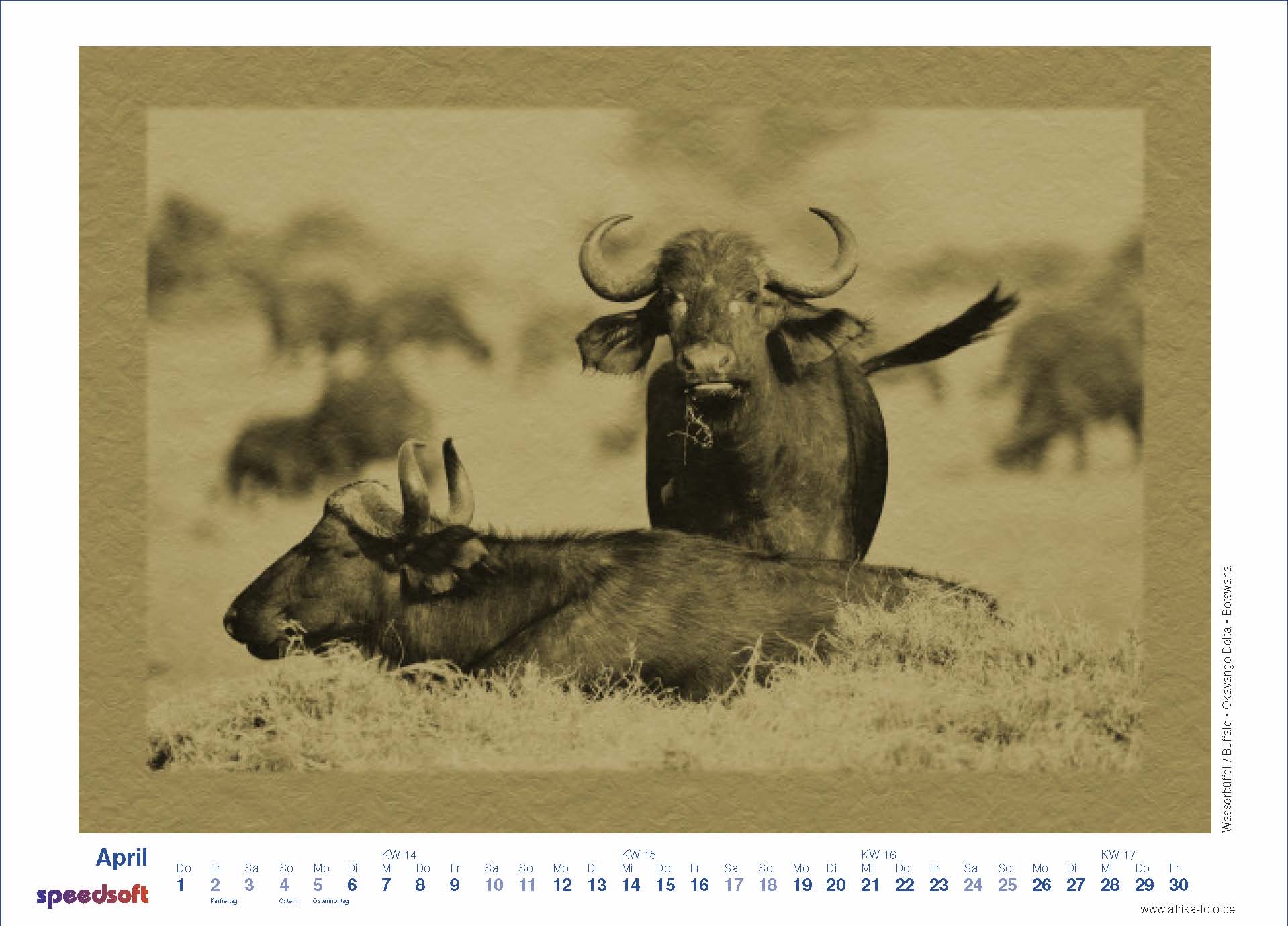 Buffalo | Kaffernbüffel | Okavango Delta | Botswana - Kalender 2010 - April