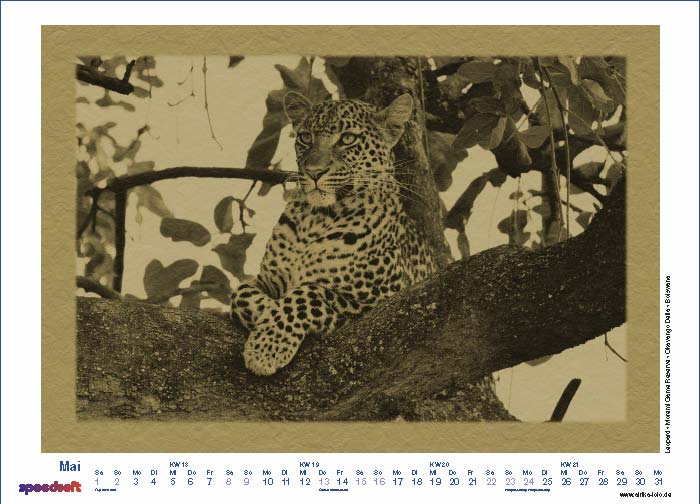 Leopard | Moremi Game Reserve | Okavango Delta | Botswana - Kalender 2010 - Mai
