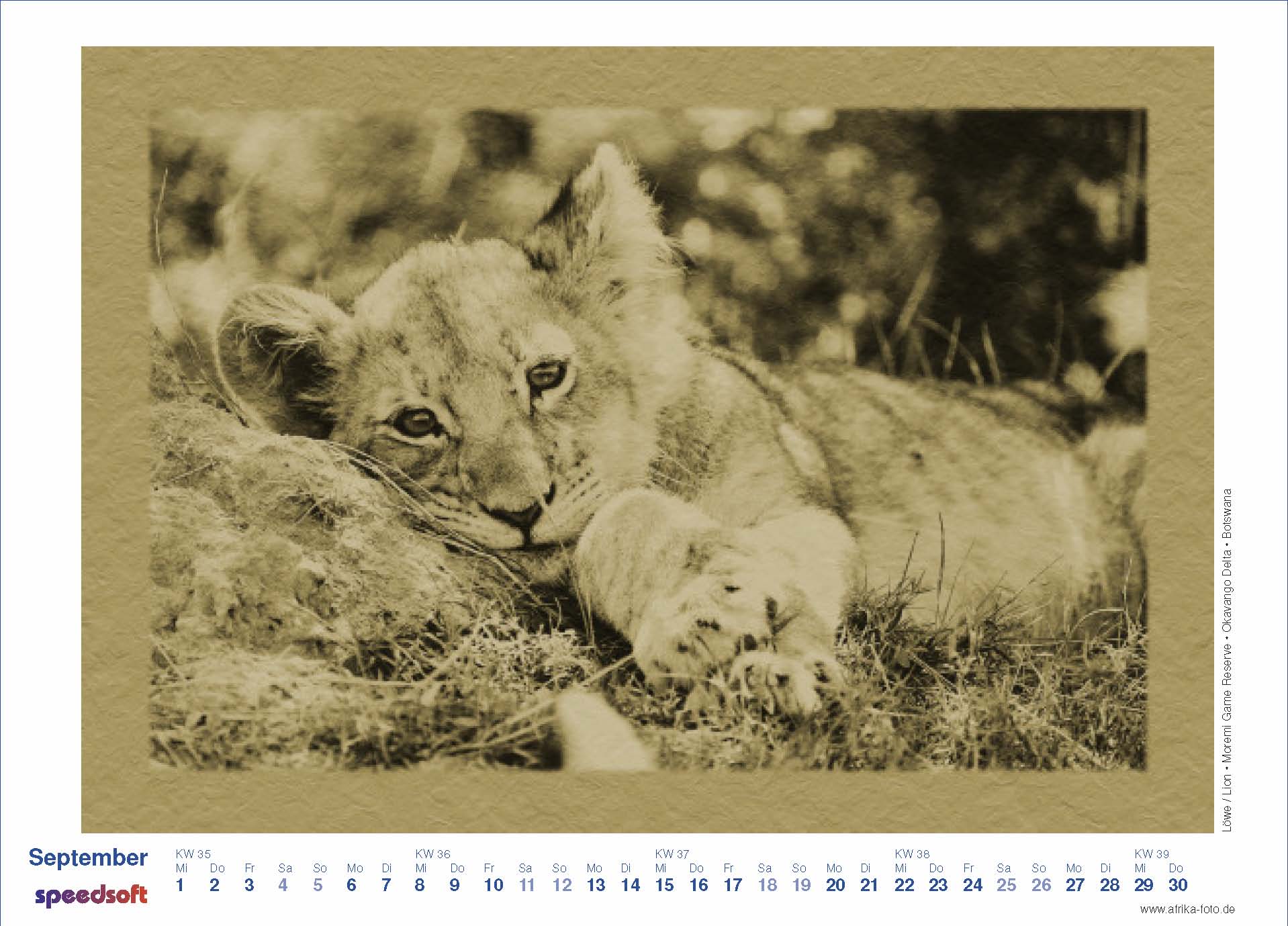 Lion | Löwe Moremi Game Reserve | Okavango Delta | Botswana - Kalender 2010 - September
