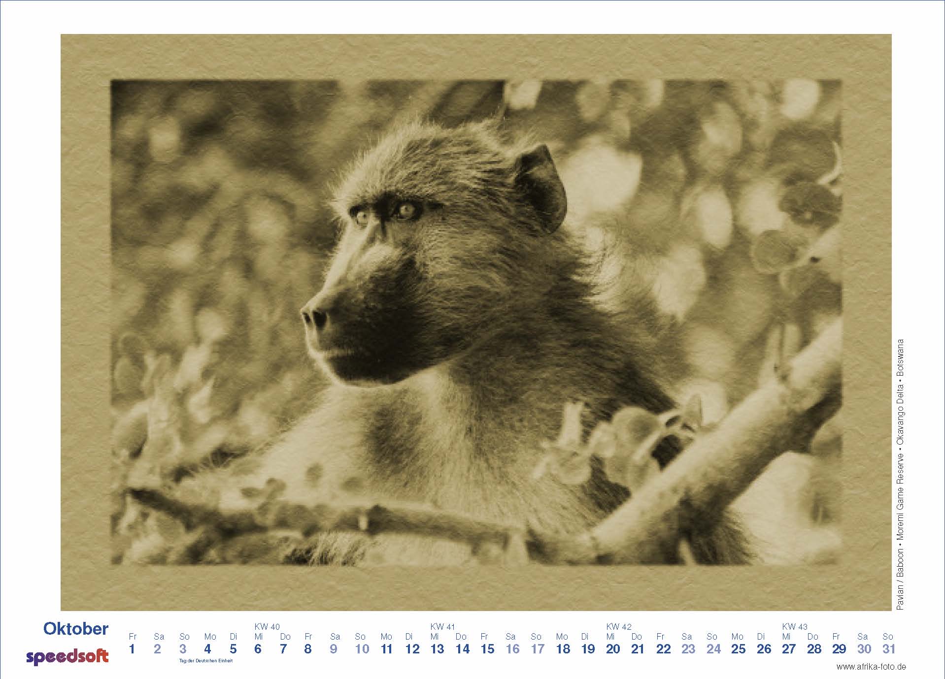 Baboon | Pavian Moremi Game Reserve | Okavango Delta | Botswana - Kalender 2010 - Oktober