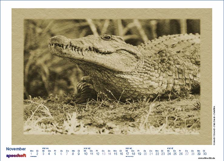 Crocodil | Krokodil | Sabi Sands | Südafrika - Kalender 2010 - November