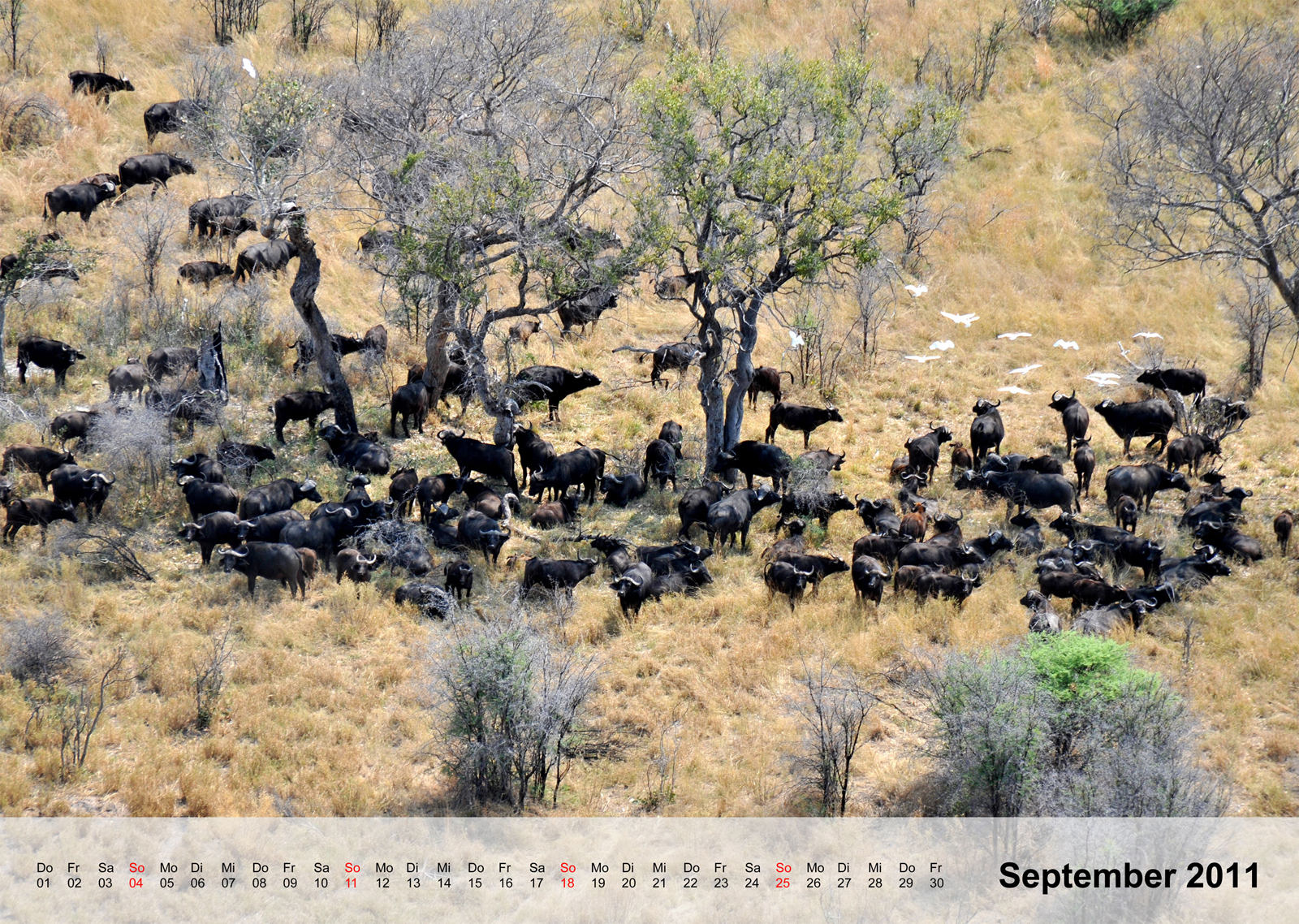 Buffalo | Kaffernbüffel | Okavangodelta | Botswana - Kalender 2011 - September