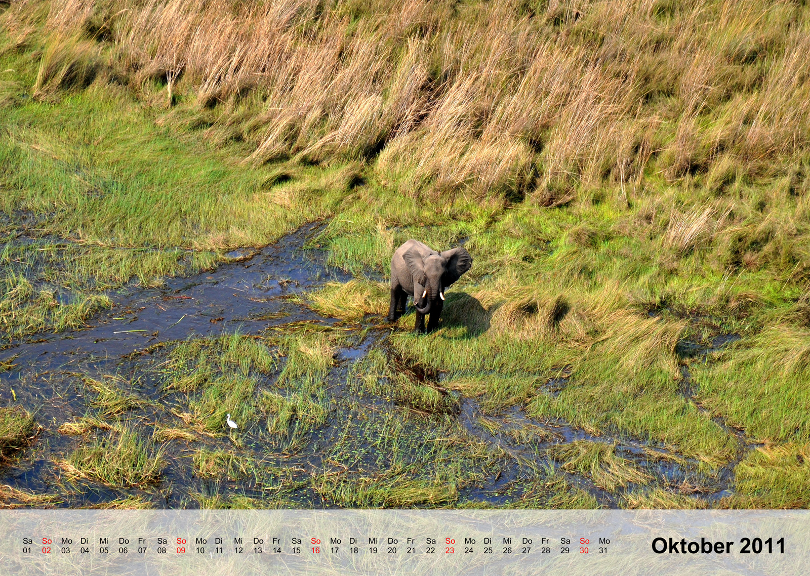 Elephant | Elefant | Okavangodelta | Botswana - Kalender 2011 - Oktober