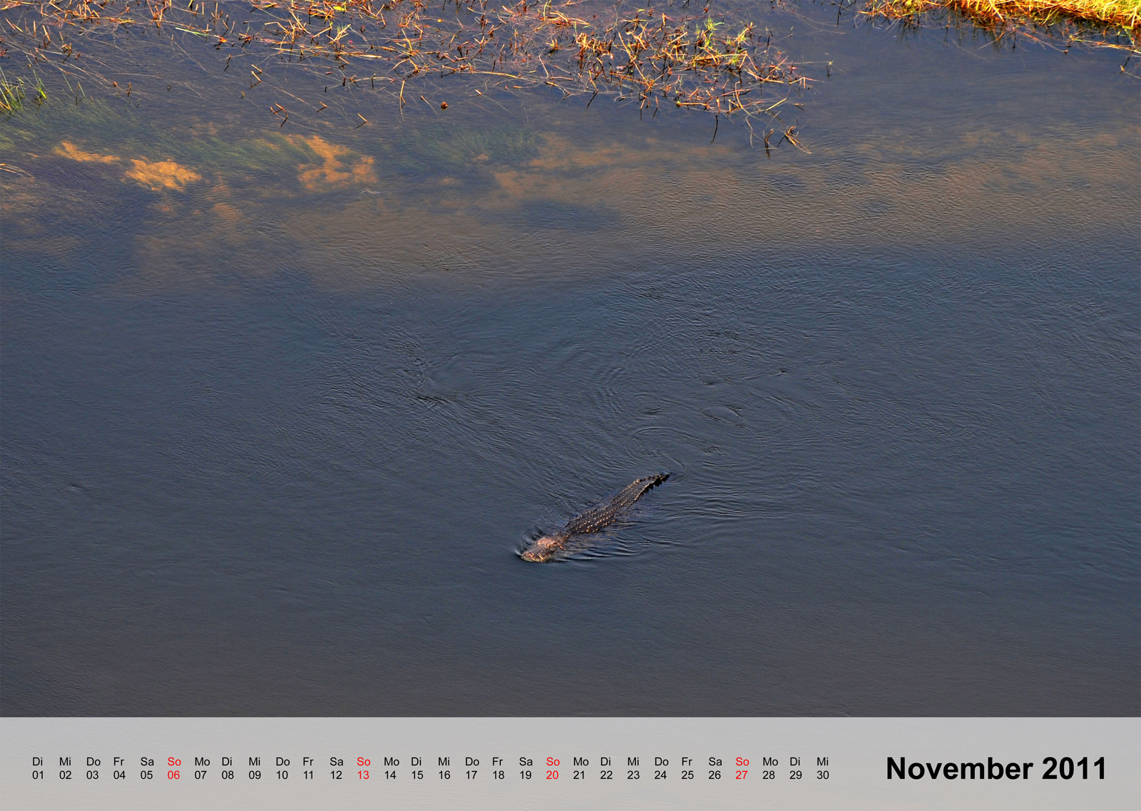 Crocodil | Krokodil | Okavangodelta | Botswana - Kalender 2011 - November