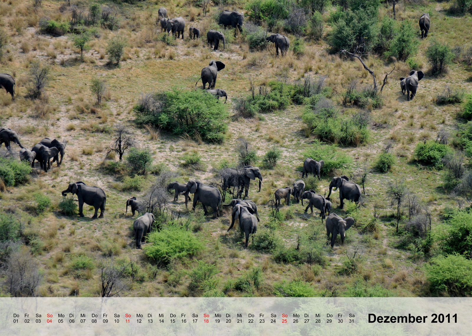 Elephant | Elefant | Okavangodelta | Botswana - Kalender 2011 - Dezember