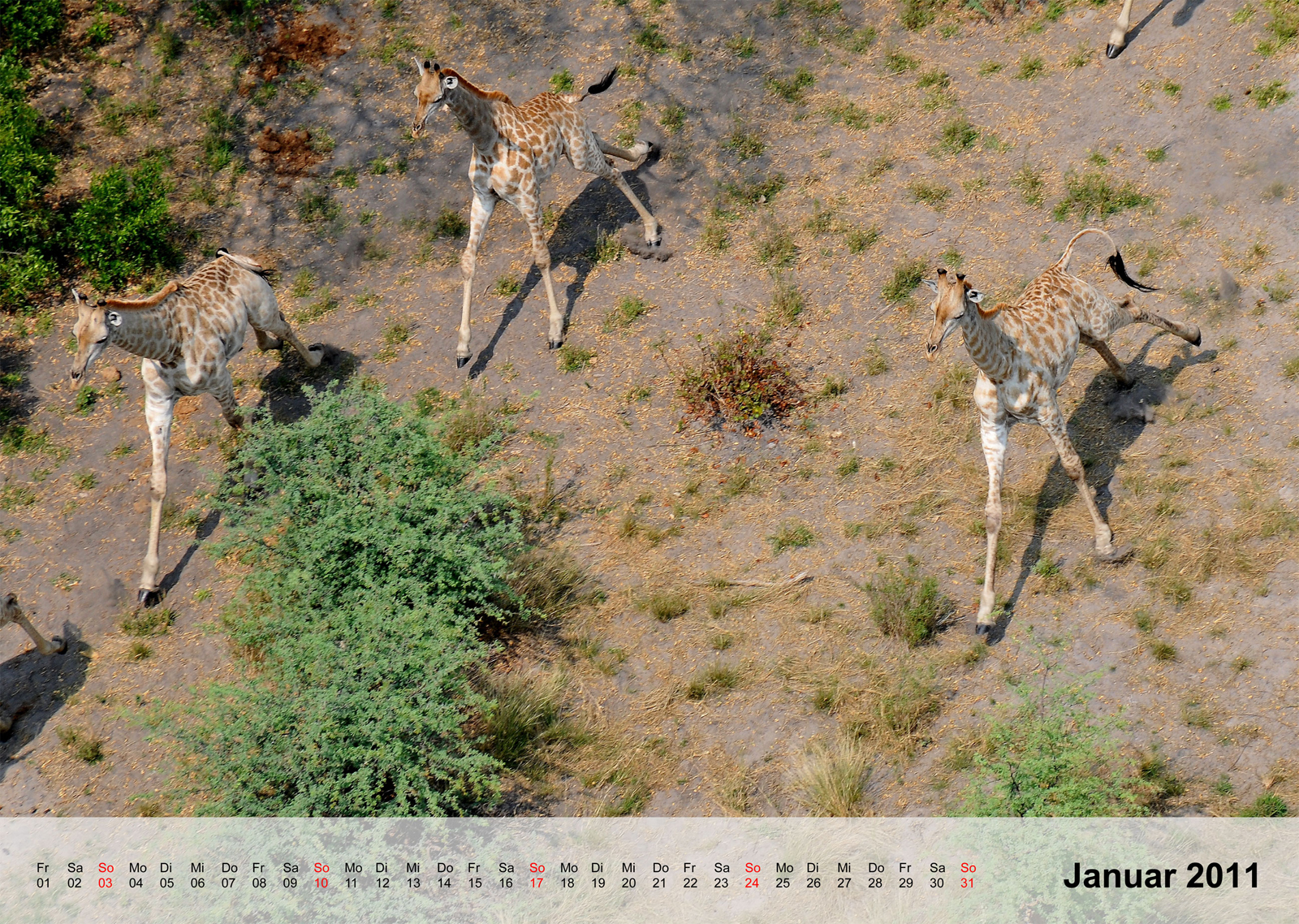 Giraffe | Okavangodelta | Botswana - Kalender 2011 - Januar
