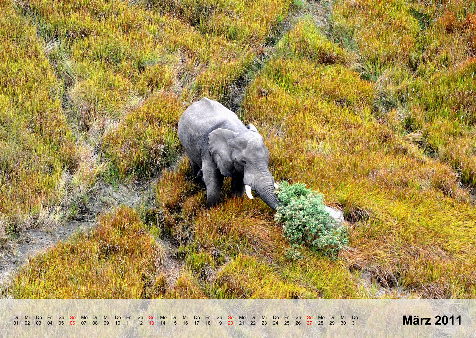 Elephant | Elefant | Okavangodelta | Botswana - Kalender 2011 - März