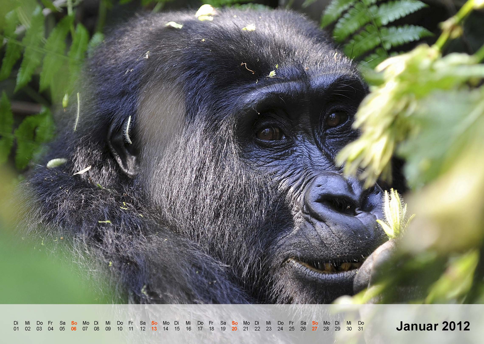 Berggorilla | Mountain gorilla | Bwindi Impenetrable National Park | Uganda - Kalender 2012 - Januar