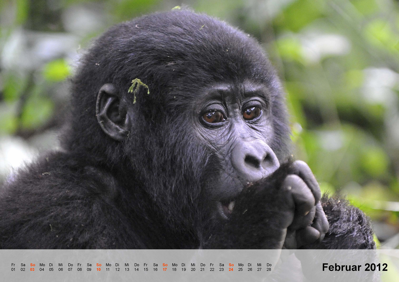 Berggorilla | Mountain gorilla | Bwindi Impenetrable National Park | Uganda - Kalender 2012 - Februar