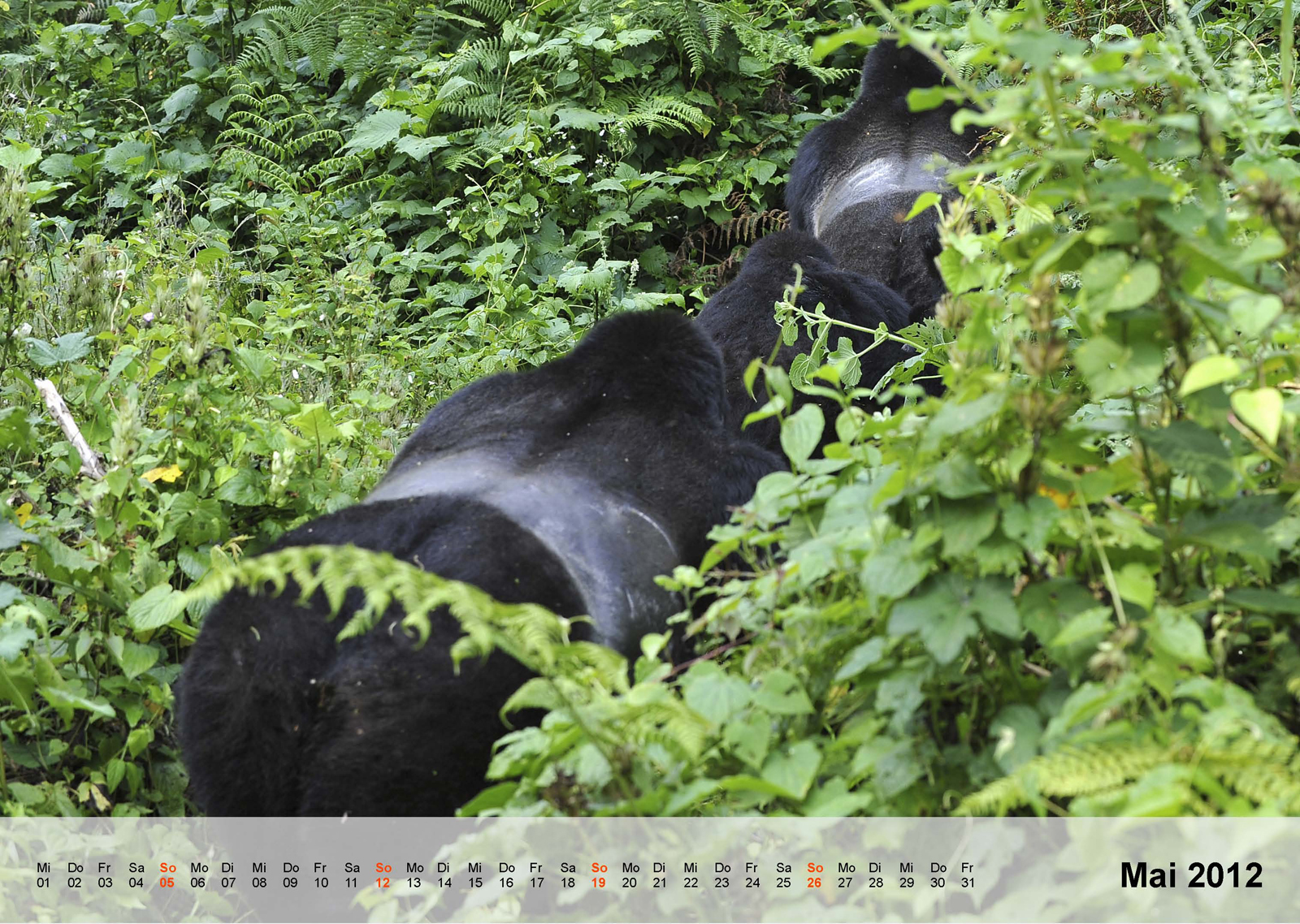 Berggorilla | Mountain gorilla | Bwindi Impenetrable National Park | Uganda - Kalender 2012 - Mai