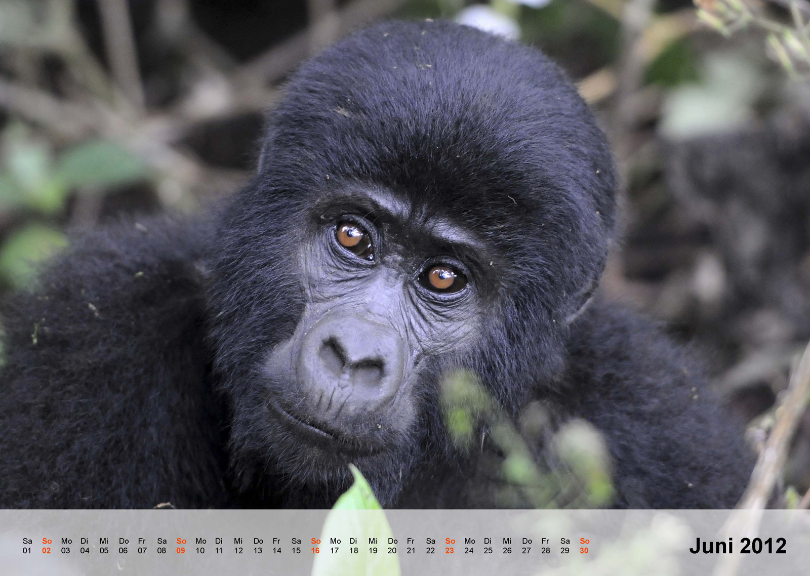 Berggorilla | Mountain gorilla | Bwindi Impenetrable National Park | Uganda - Kalender 2012 - Juni