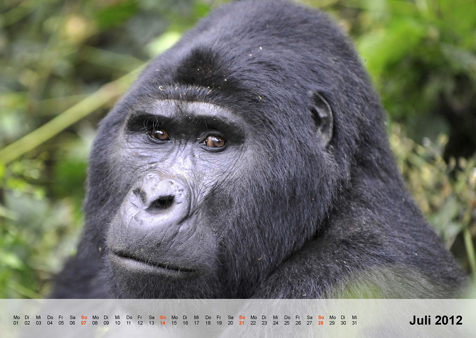 Berggorilla | Mountain gorilla | Bwindi Impenetrable National Park | Uganda - Kalender 2012 - Juli