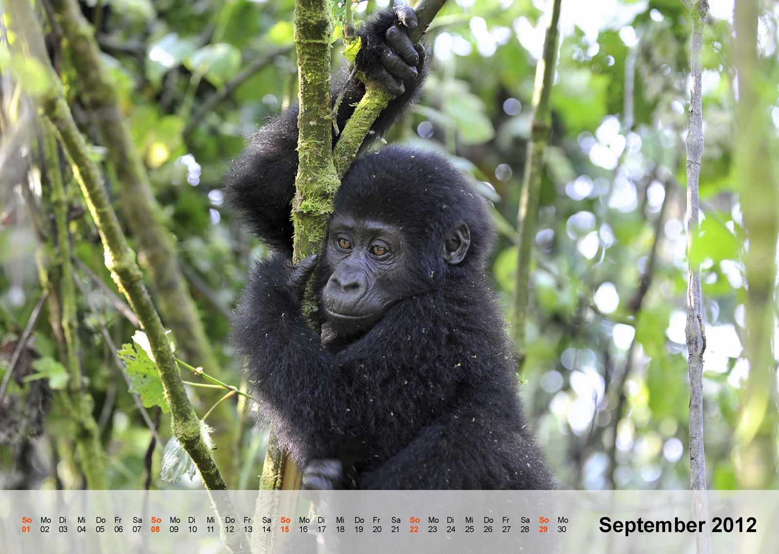 Berggorilla | Mountain gorilla | Bwindi Impenetrable National Park | Uganda - Kalender 2012 - September