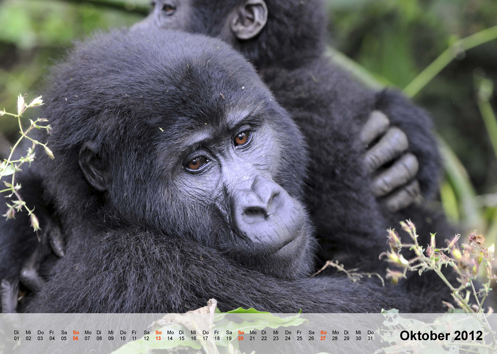 Berggorilla | Mountain gorilla | Bwindi Impenetrable National Park | Uganda - Kalender 2012 - Oktober