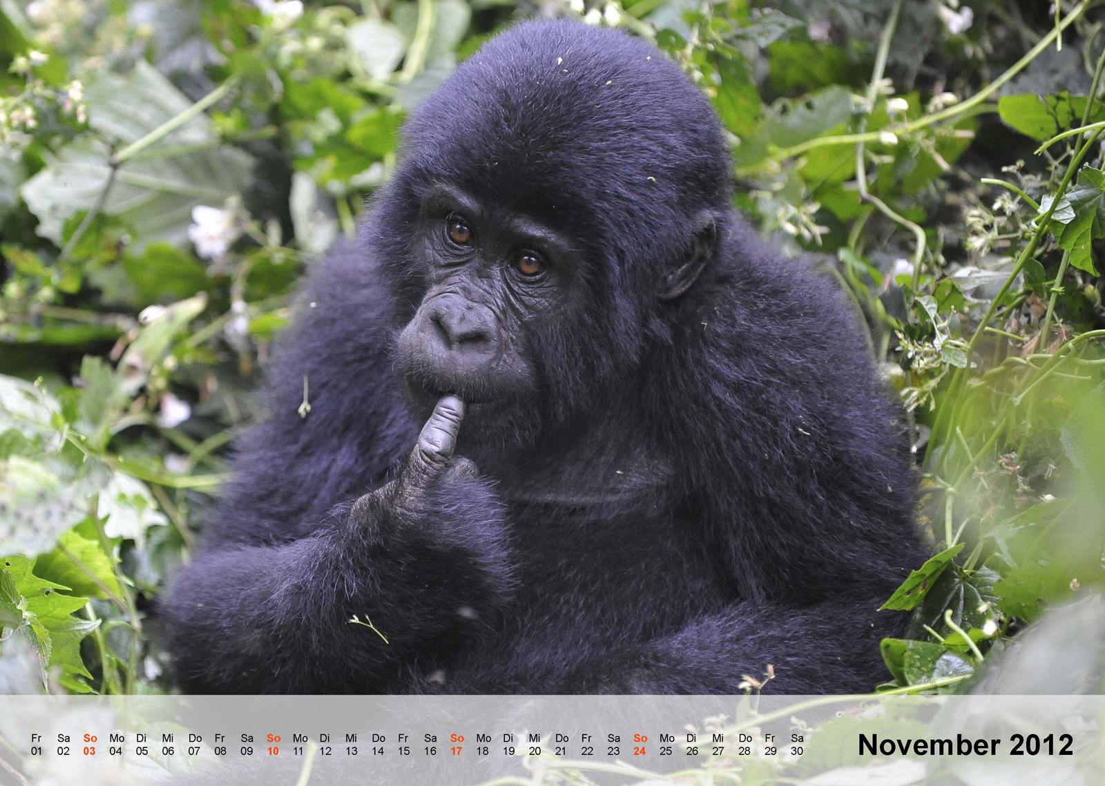 Berggorilla | Mountain gorilla | Bwindi Impenetrable National Park | Uganda - Kalender 2012 - November