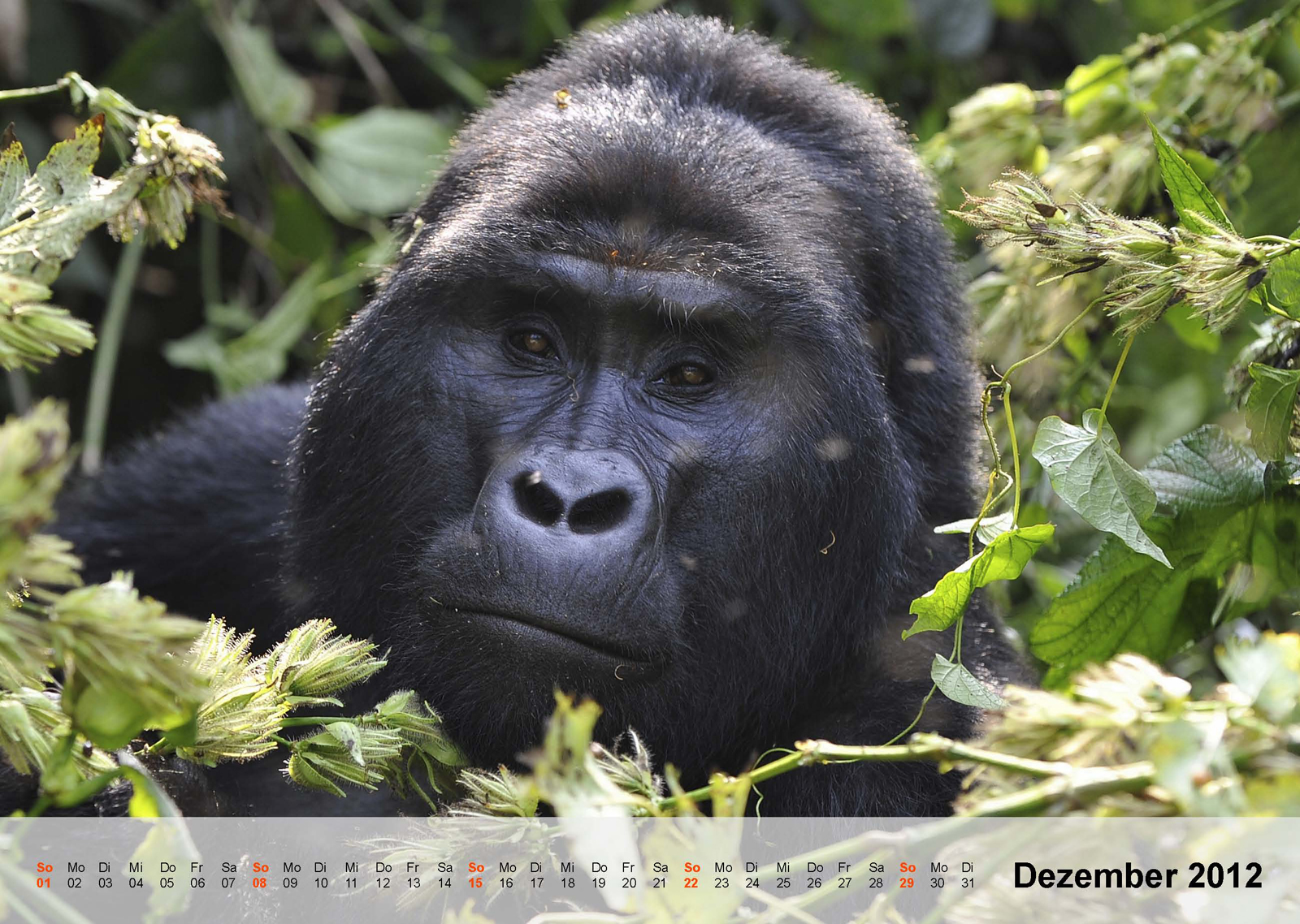 Berggorilla | Mountain gorilla | Bwindi Impenetrable National Park | Uganda - Kalender 2012 - Dezember