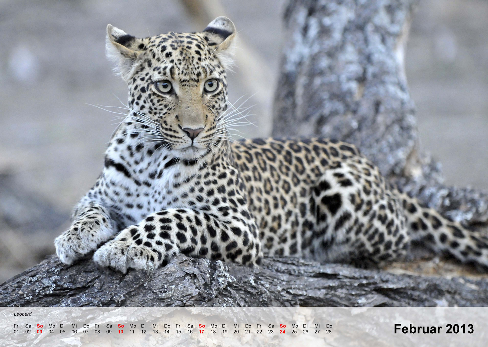 Leopard - Kalender 2013 - Februar