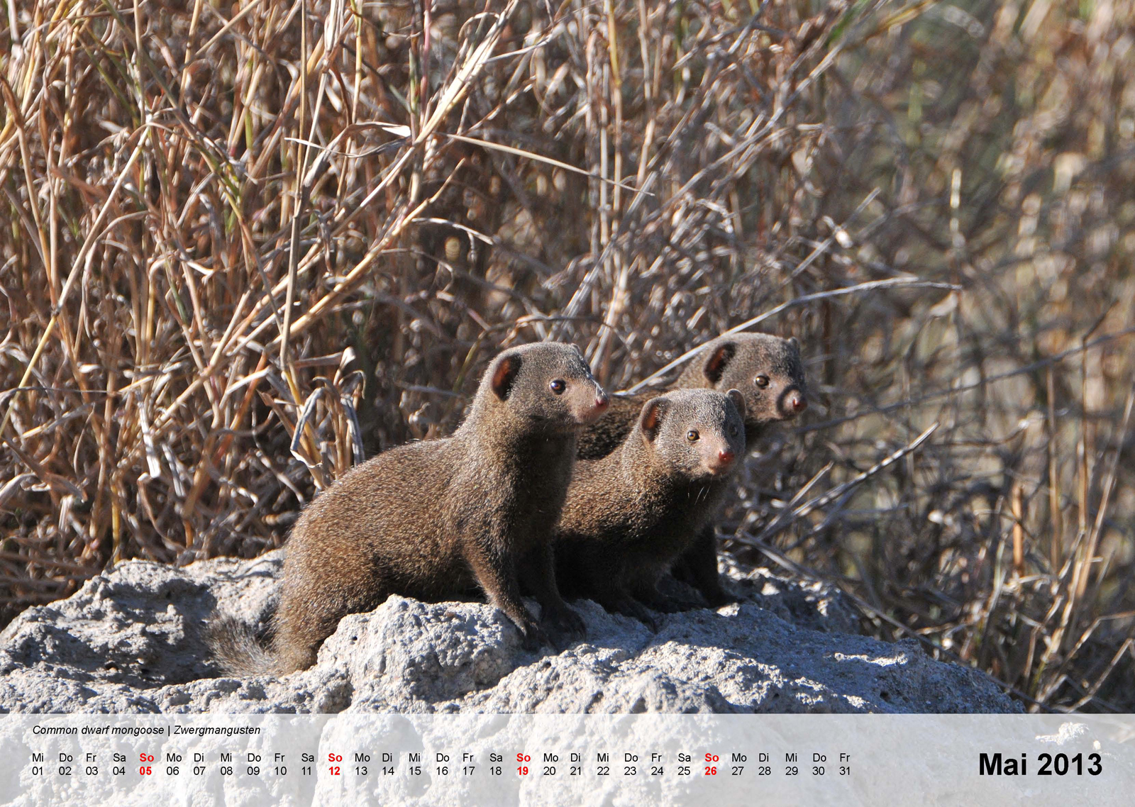 Common darf mongoose | Zwergmangusten  Kalender 2013 - Mai