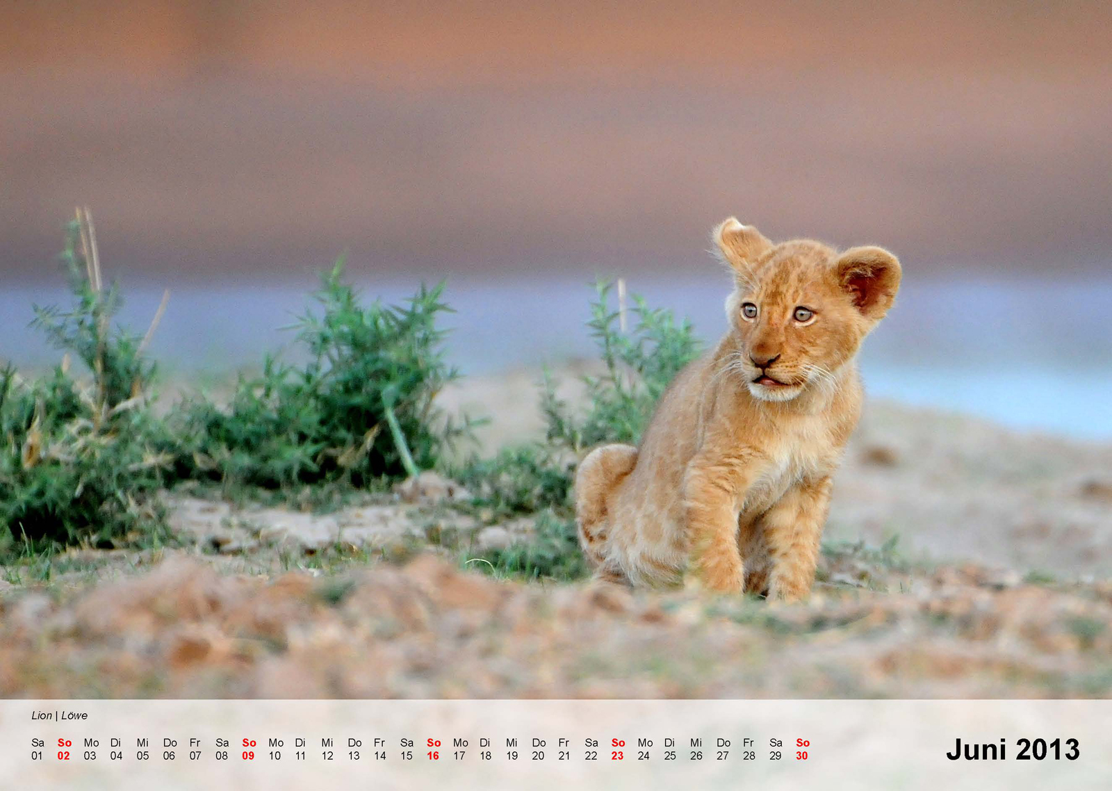 Lion | Löwe - Kalender 2013 - Juni