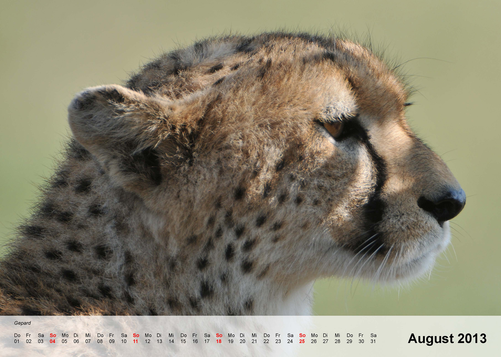 Cheetah | Gepard - Kalender 2013 - August