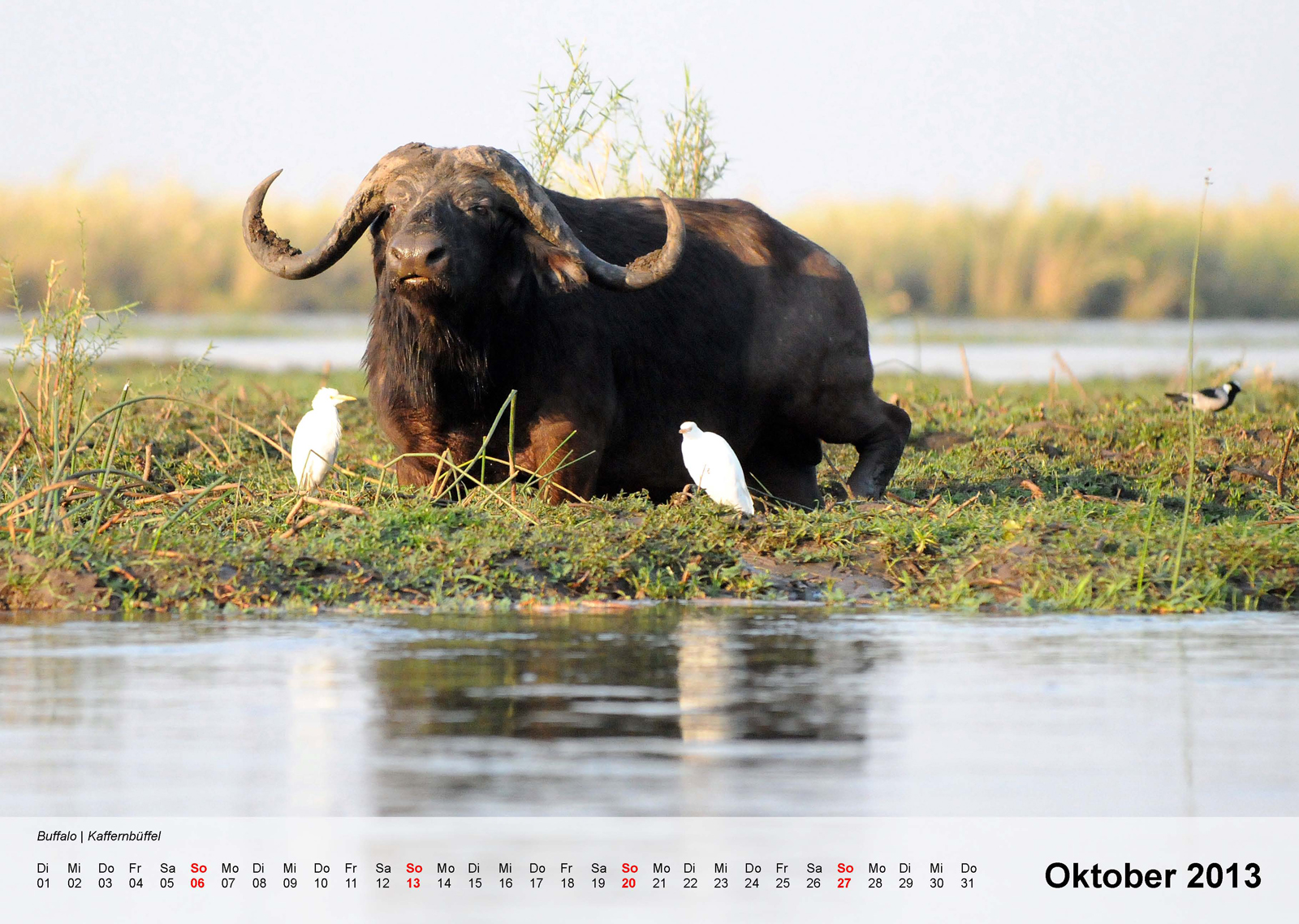 Buffalo | Kaffernbüffel - Kalender 2013 - Oktober