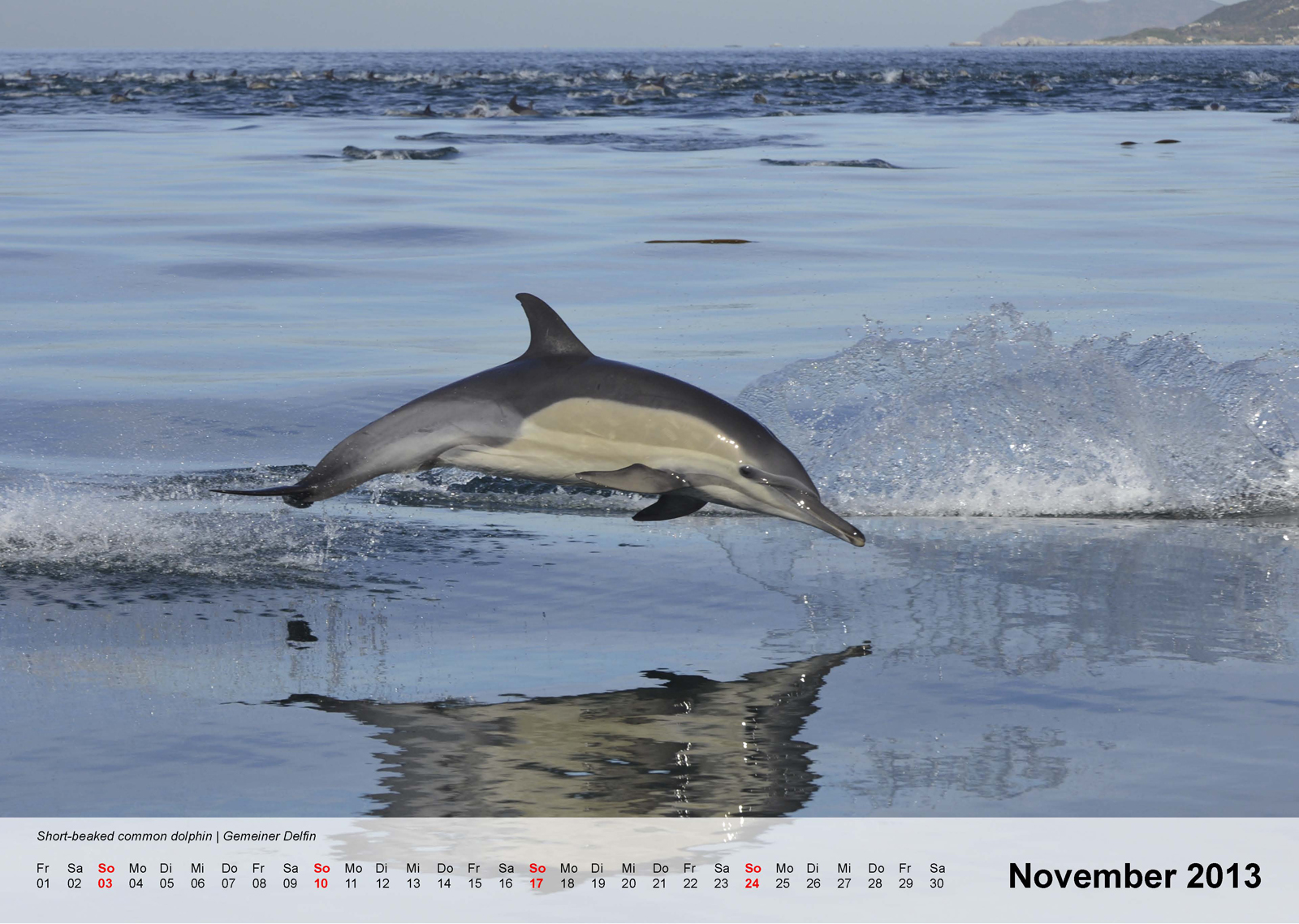 Short-beaked common dolphin | Gemeiner Delfin - Kalender 2013 - November
