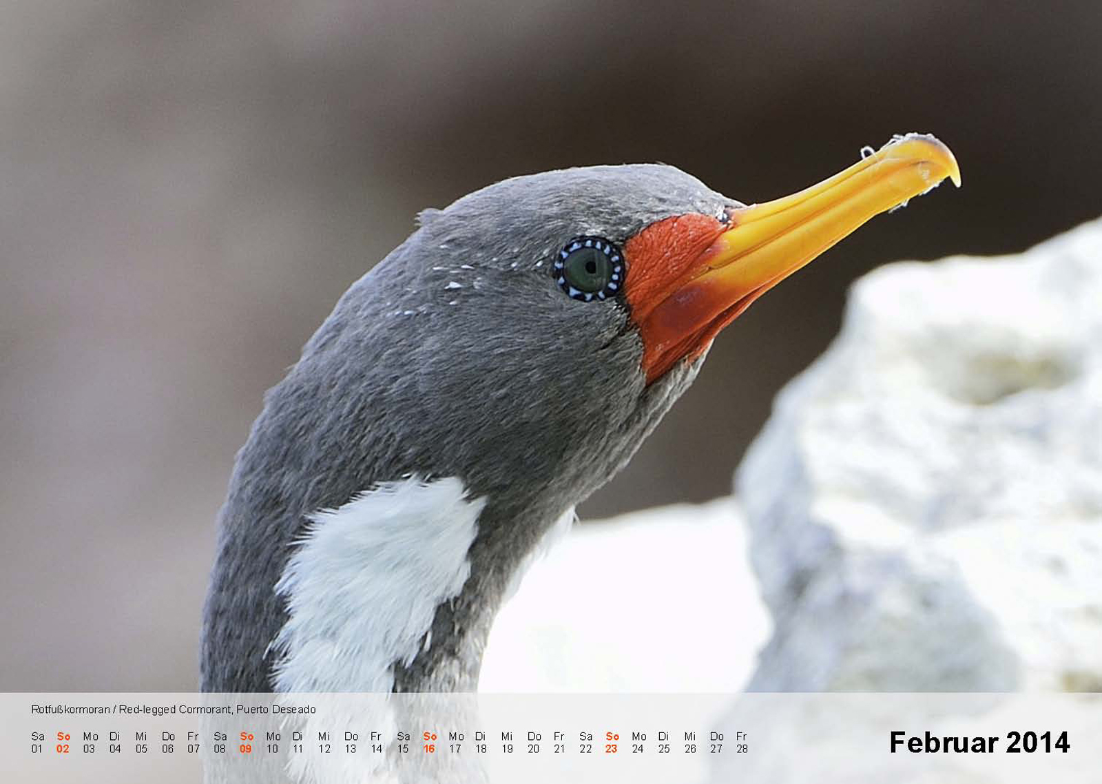 Rotfußkormoran | Red-legged Cormorant | Puerto Deseado | Argentinien | Kalender 2014 - Februar