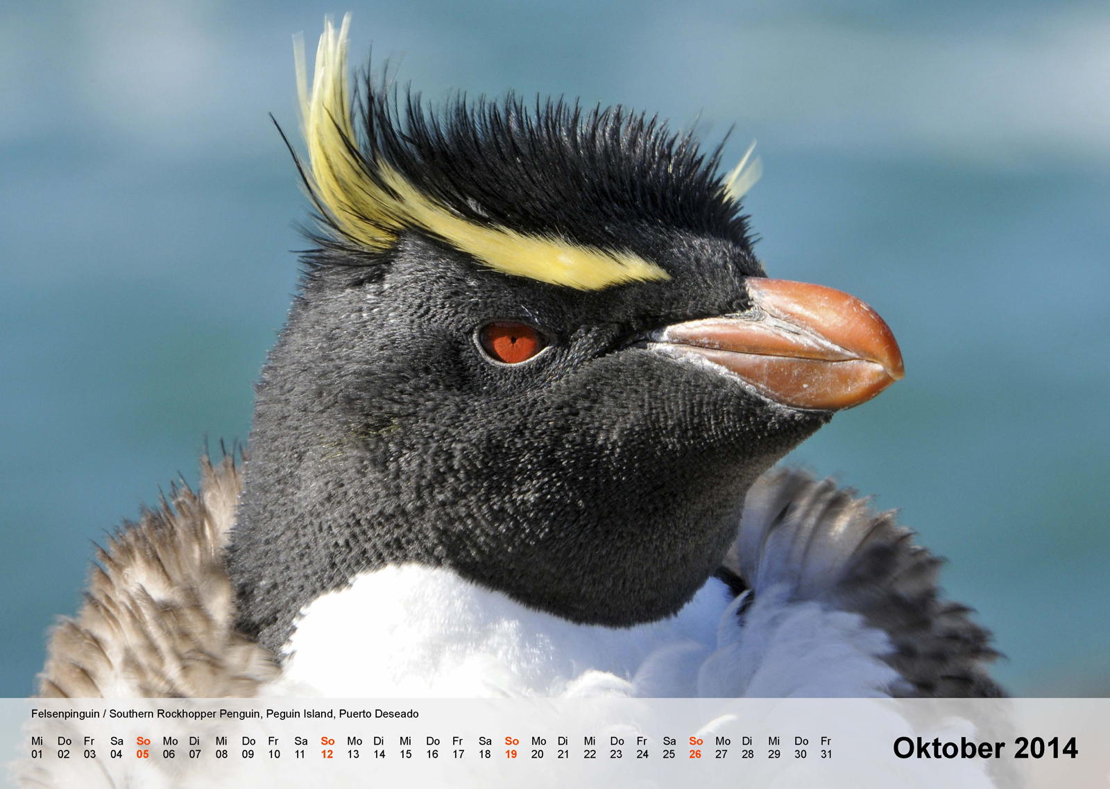 Felsenpinguin | Southern Rockhopper Penguin | Peguin Island | Puerto Deseado| Argentinien | Kalender 2014 - Oktober
