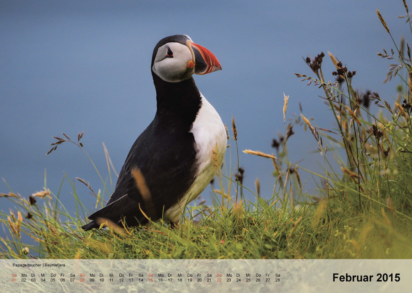 Papageitaucher | Reynisfjara | Island | Kalender 2015 - Februar