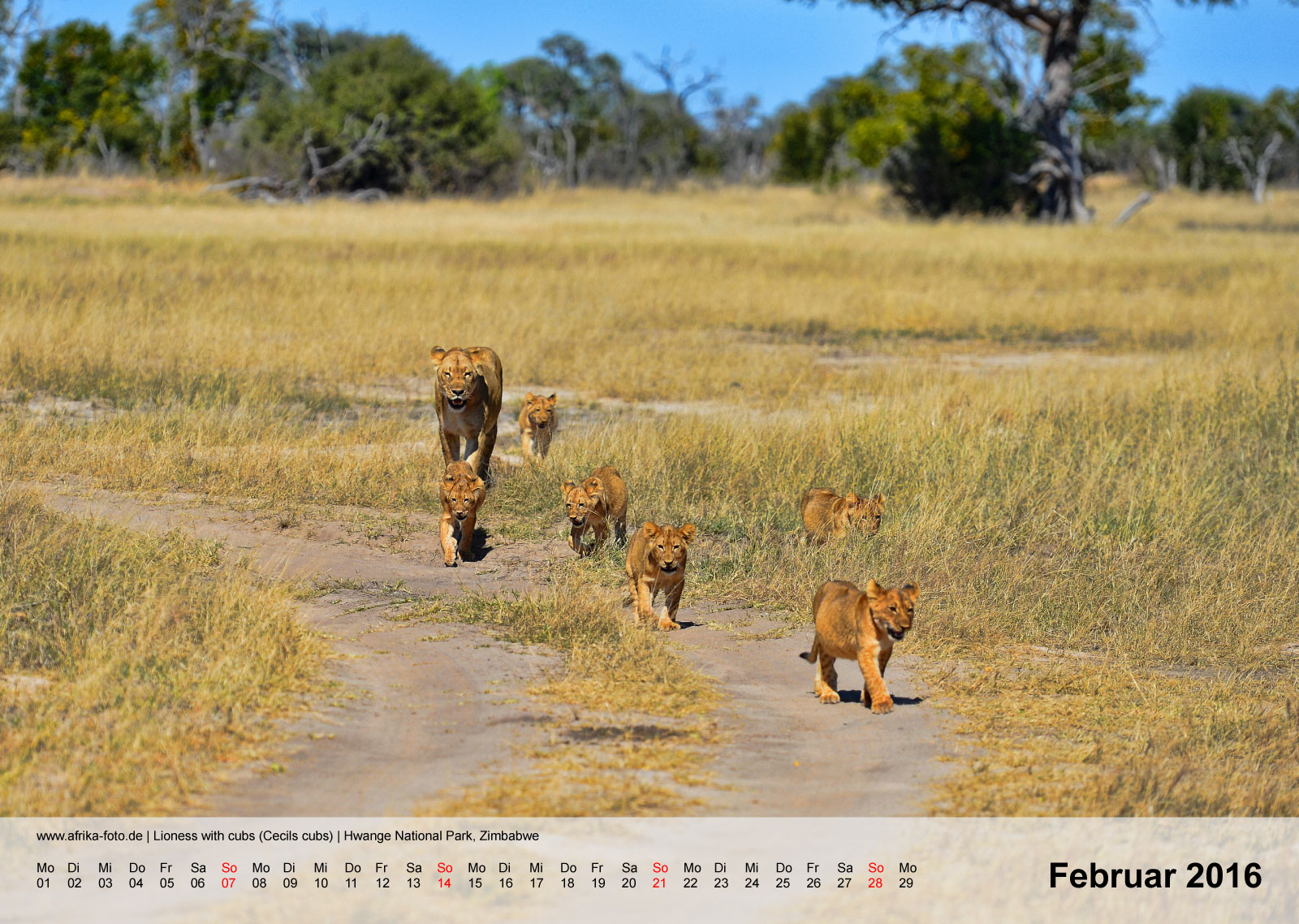 Lioness with cubs (Cecils cubs) | Hwange National Park, Zimbabwe | Kalender 2016 - Februar