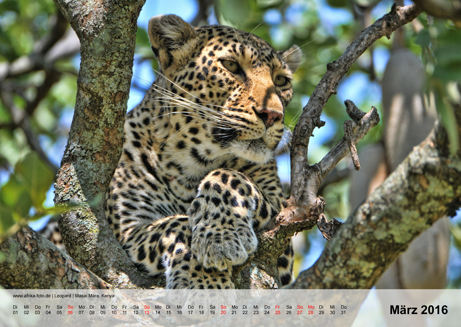 Leopard | Masai Mara, Kenya | Kalender 2016 - März