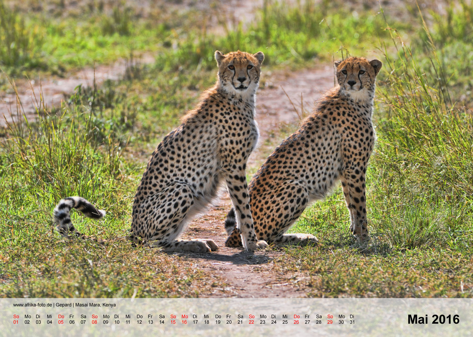 Gepard | Cheetah | Masai Mara, Kenya | Kalender 2016 - Mai