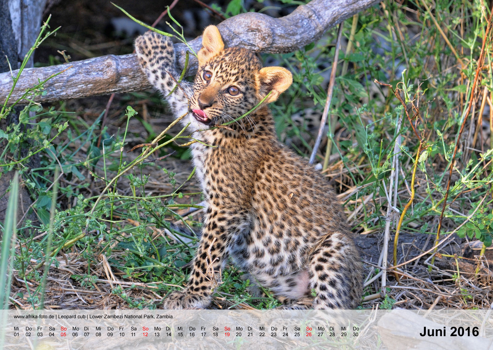 Leopard cub | Lower Zambezi National Park, Zambia | Kalender 2016 - Juni