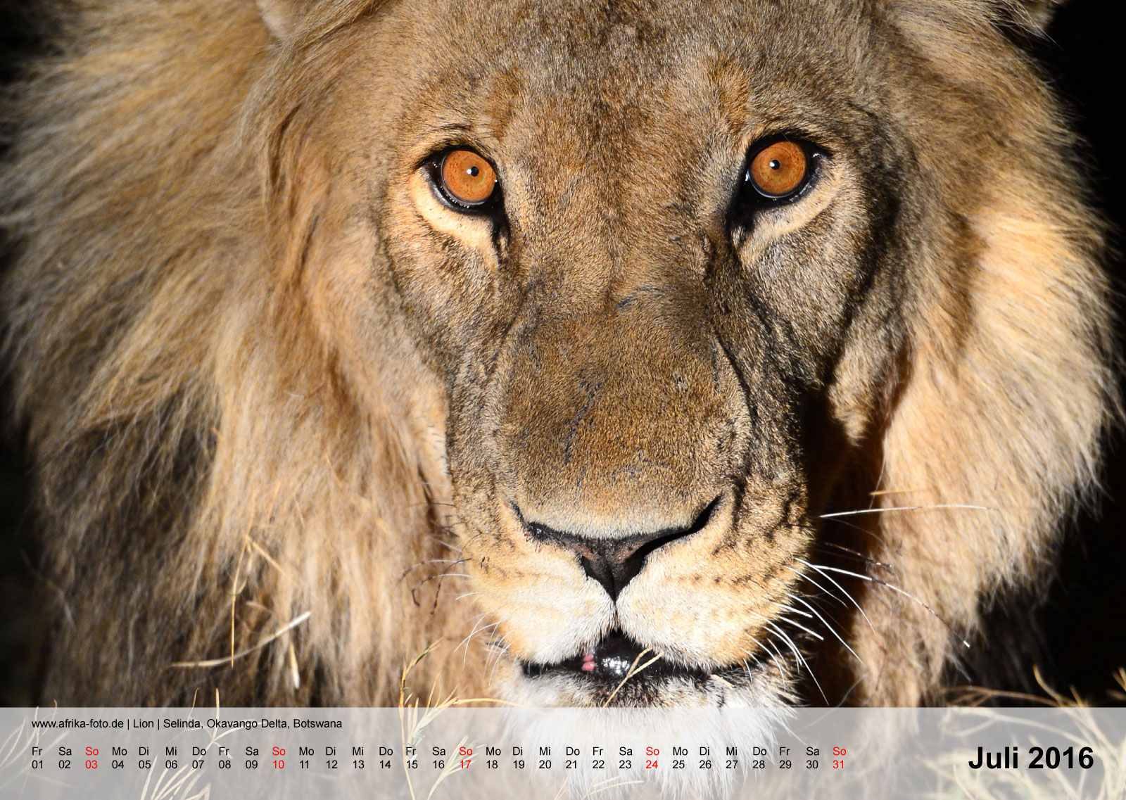 Löwe | Lion | Selinda, Okavango Delta, Botswana | Kalender 2016 - Juli