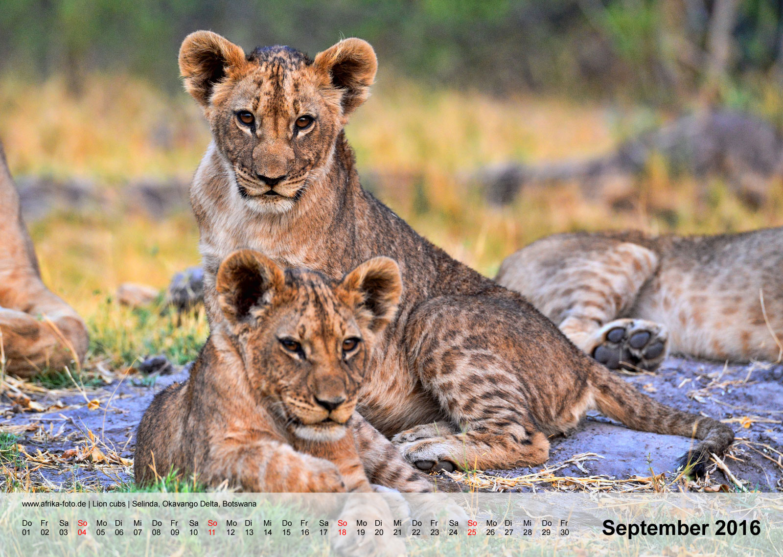 Löwenjunge | Lion cubs | Selinda, Okavango Delta, Botswana | Kalender 2016 - September
