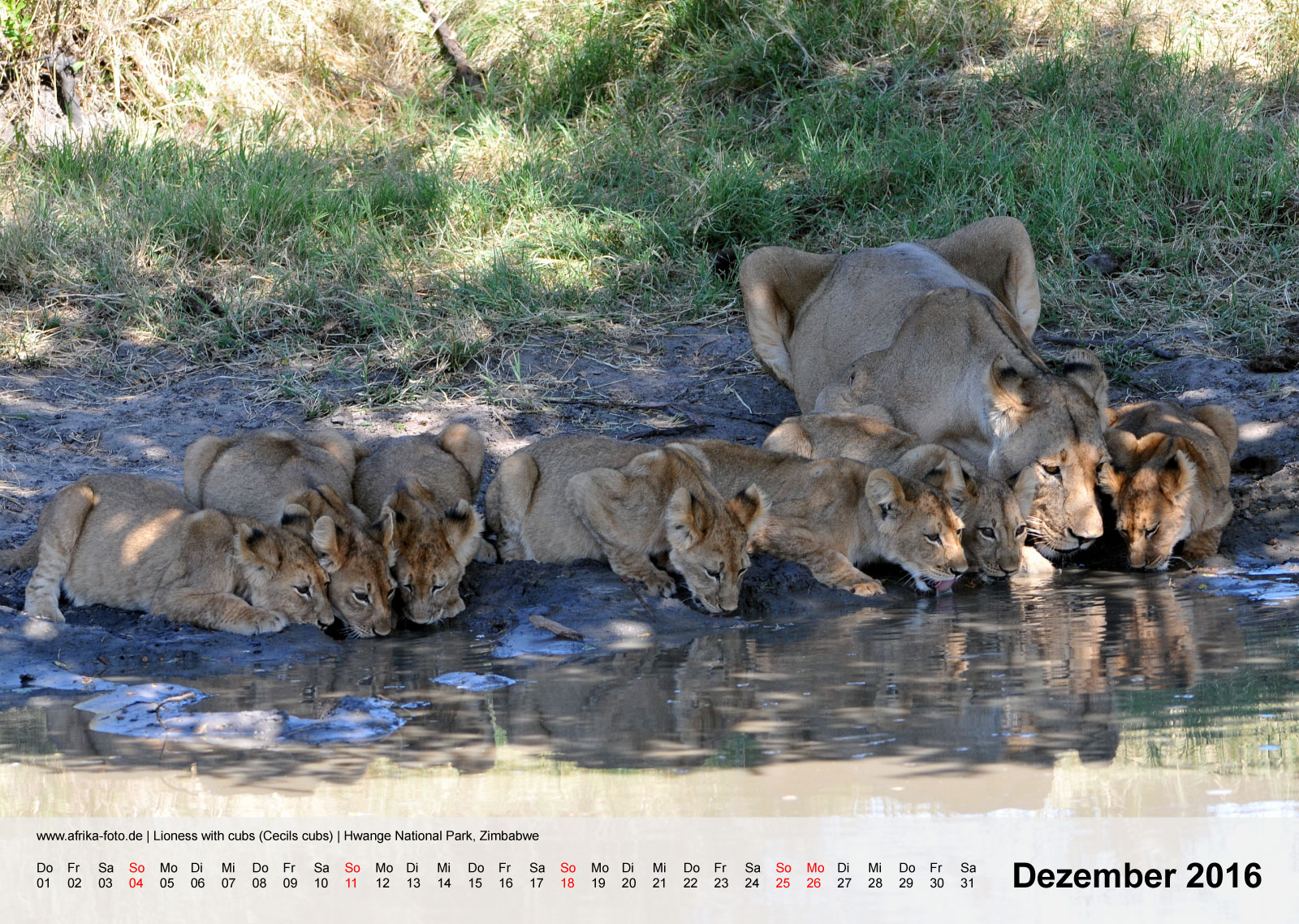 Lioness with cubs (Cecils cubs) | Hwange National Park, Zimbabwe | Kalender 2016 - Dezember