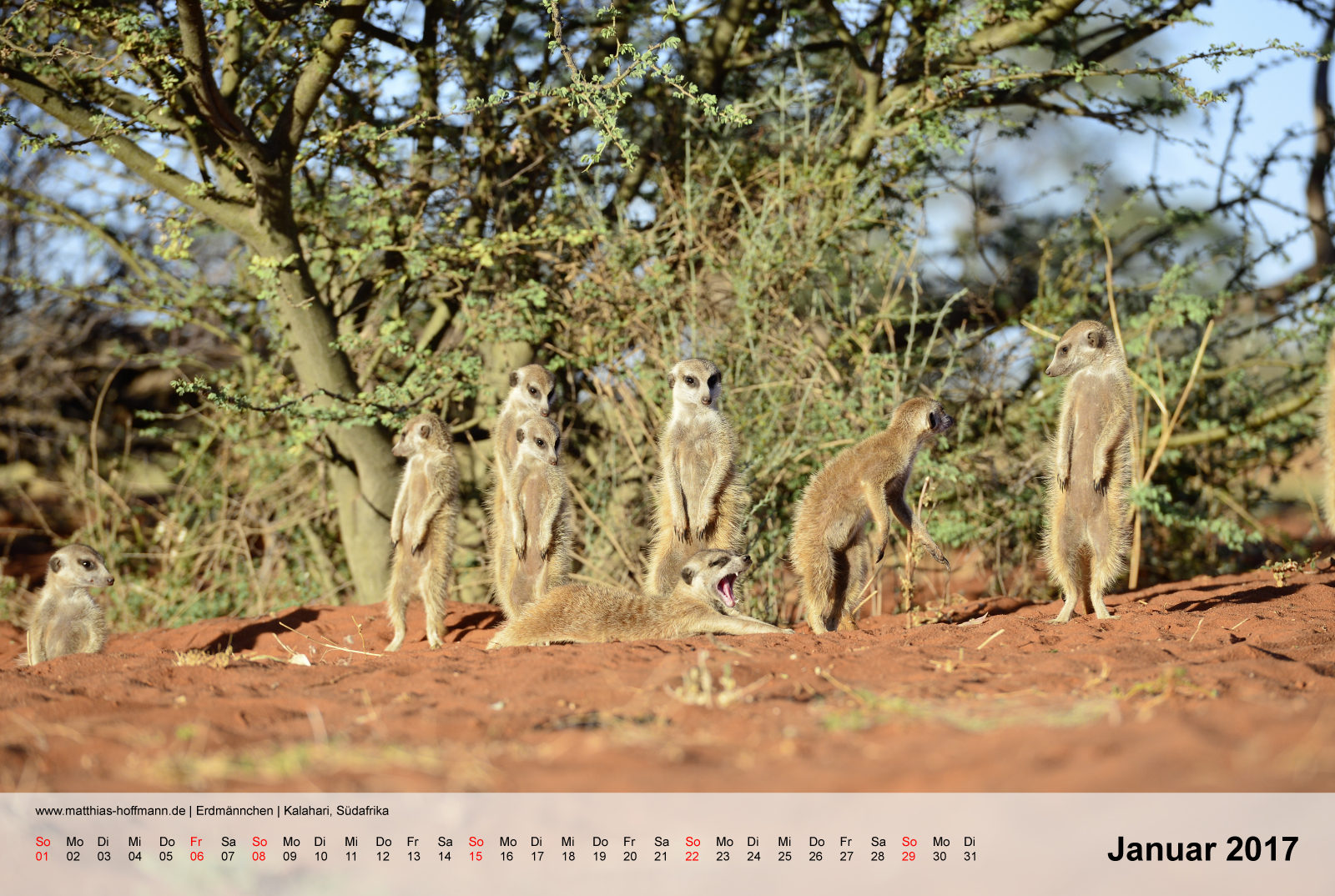 Erdmännchen | Kalahari, Südafrika | Kalender 2017 - Januar