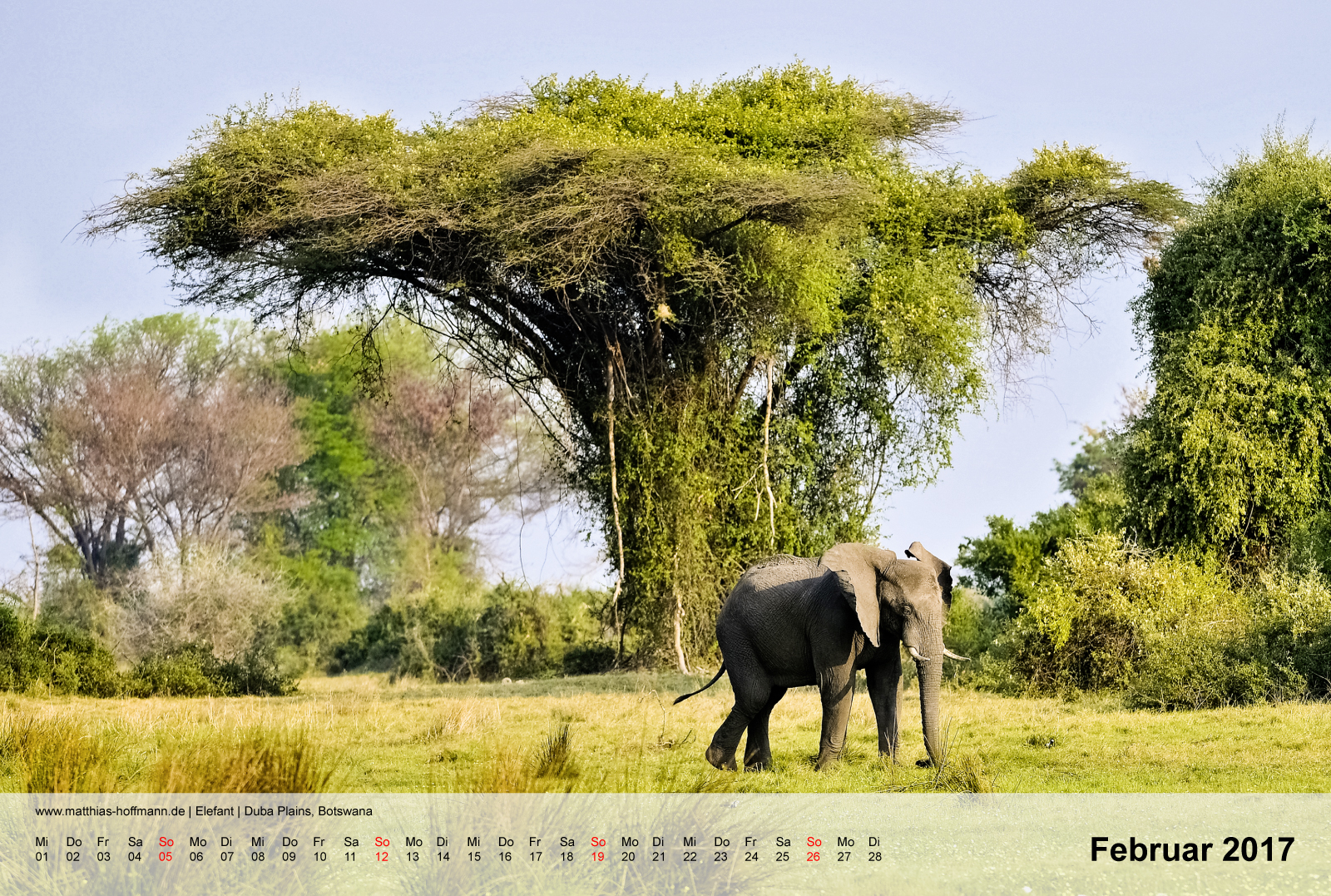 Elefant | Duba Plains, Botswana | Kalender 2017 - Februar