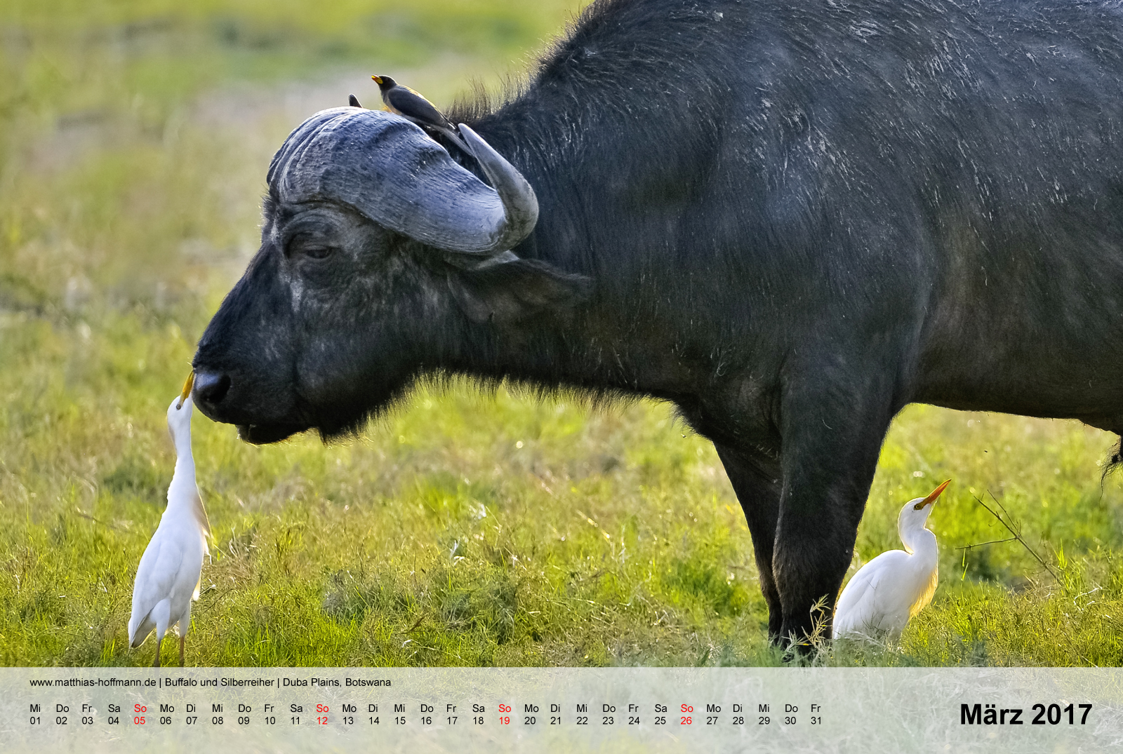 Buffalo und Silberreiher | Duba Plains, Botswana | Kalender 2017 - März