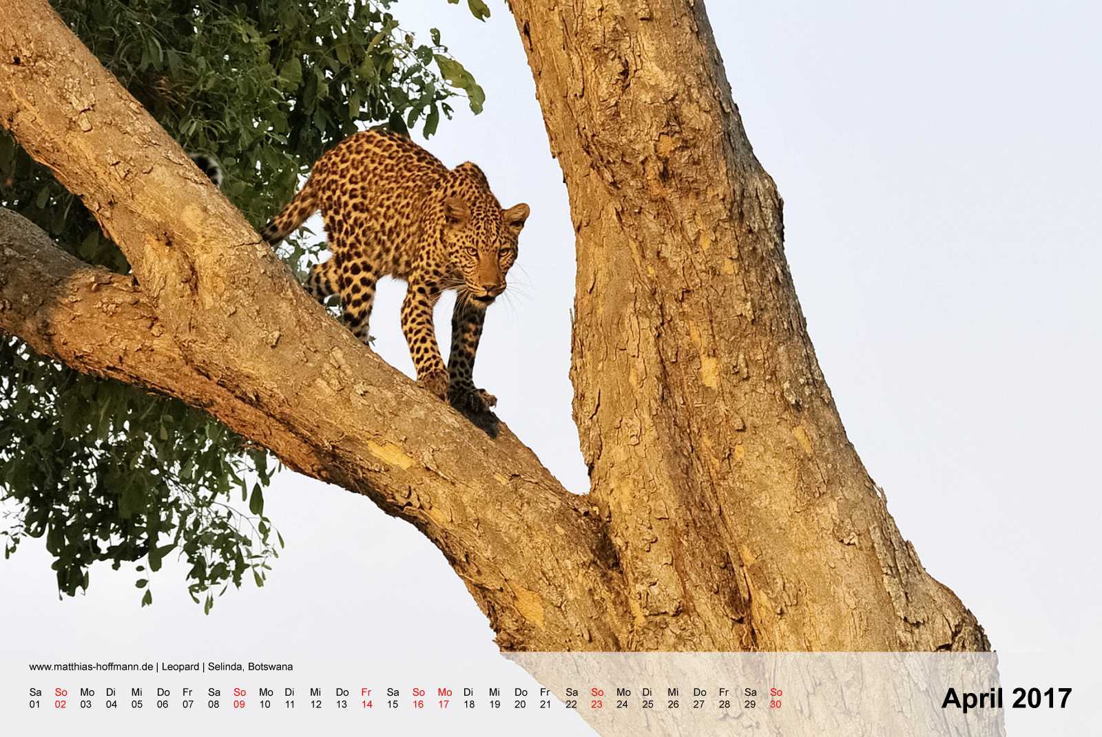 Leopard | Selinda, Botswana | Kalender 2017 - April