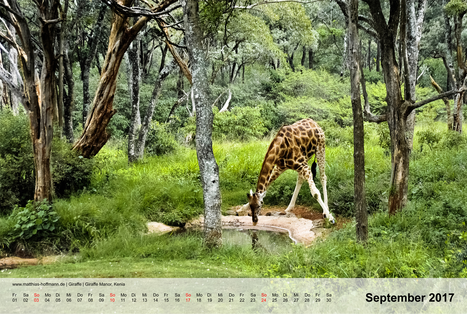 Giraffe | Giraffe Manor, Kenia | Kalender 2017 - September