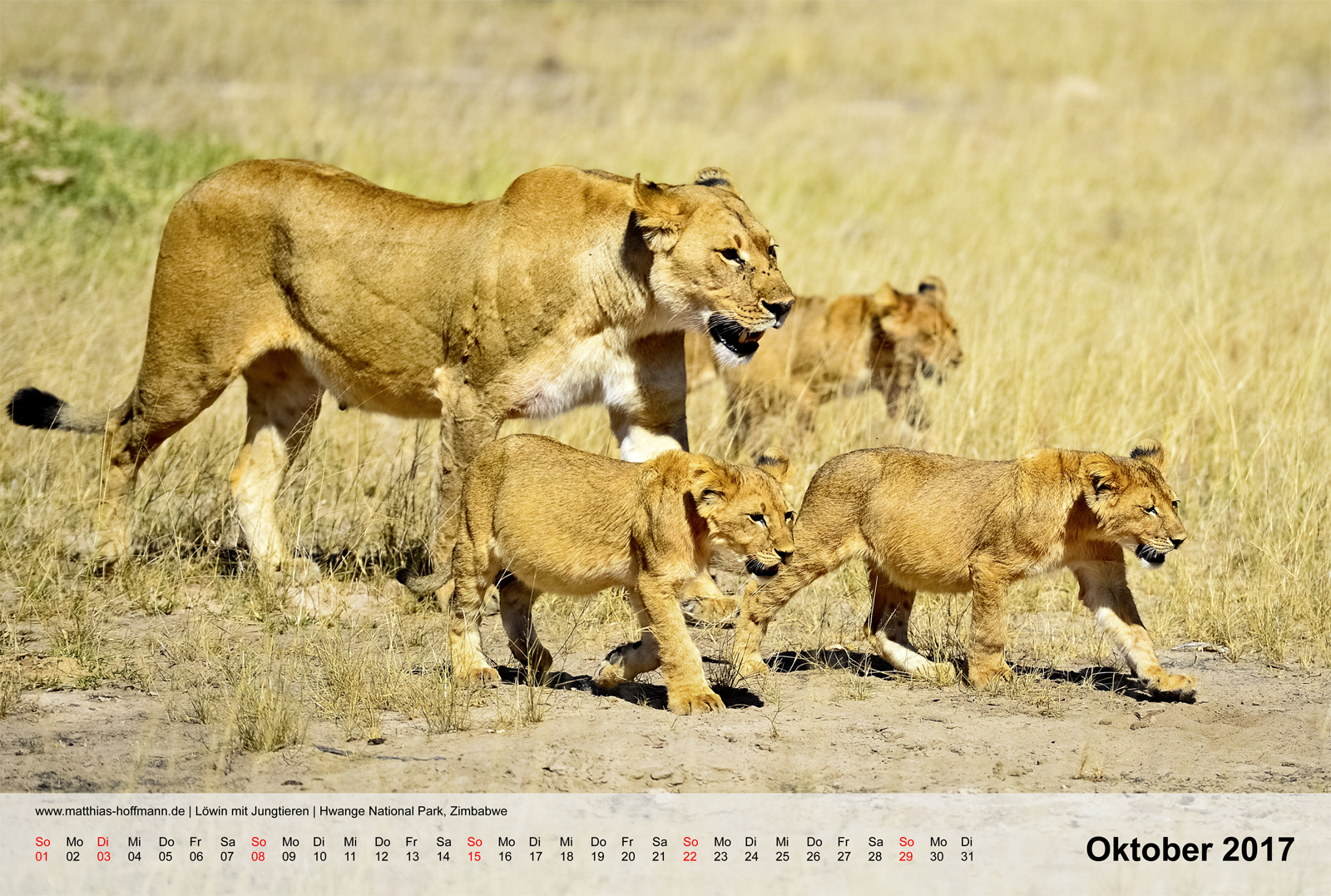 Löwin mit Jungtieren | Hwange National Park, Zimbabwe | Kalender 2017 - September