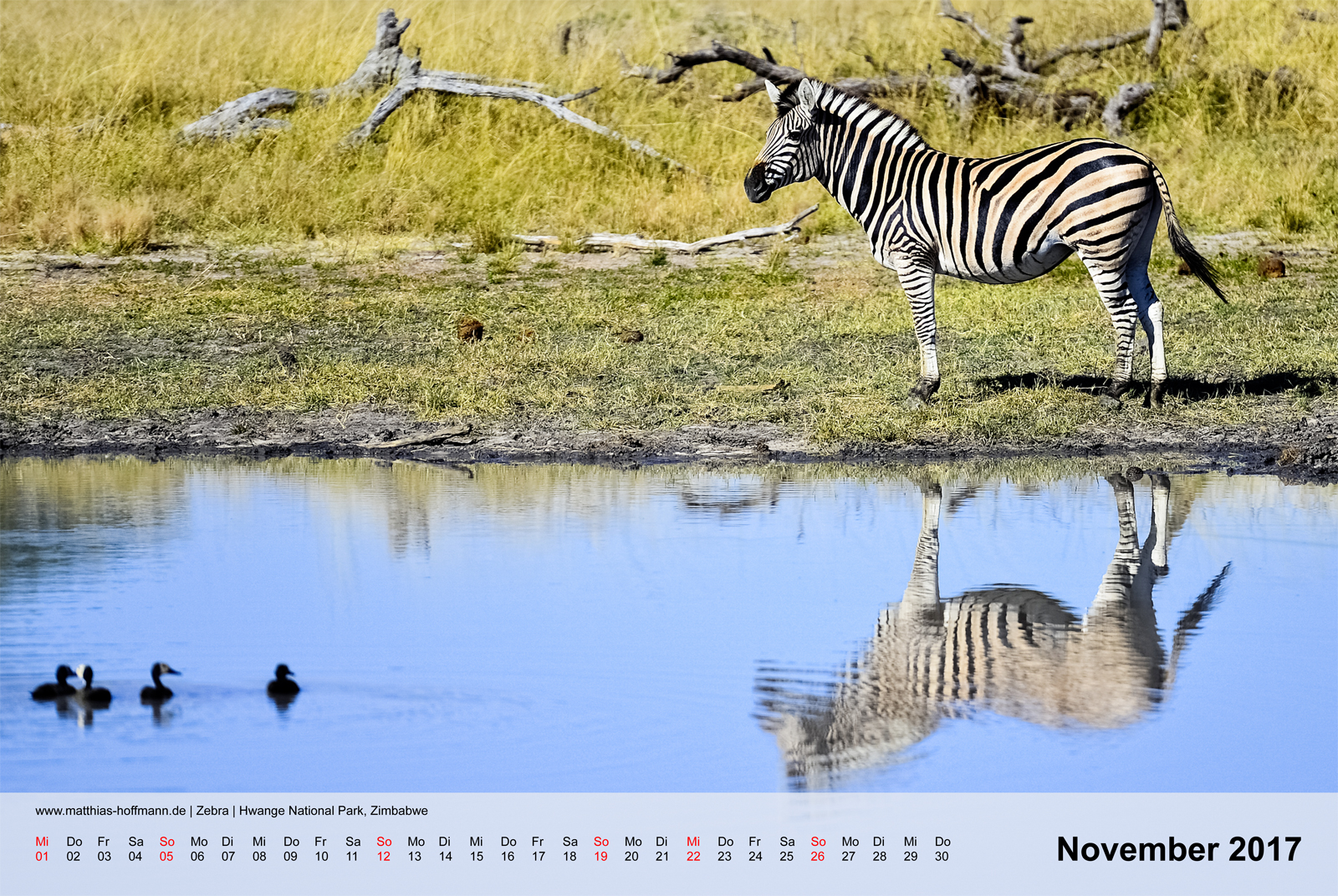 Zebra | Hwange National Park, Zimbabwe | Kalender 2017 - September