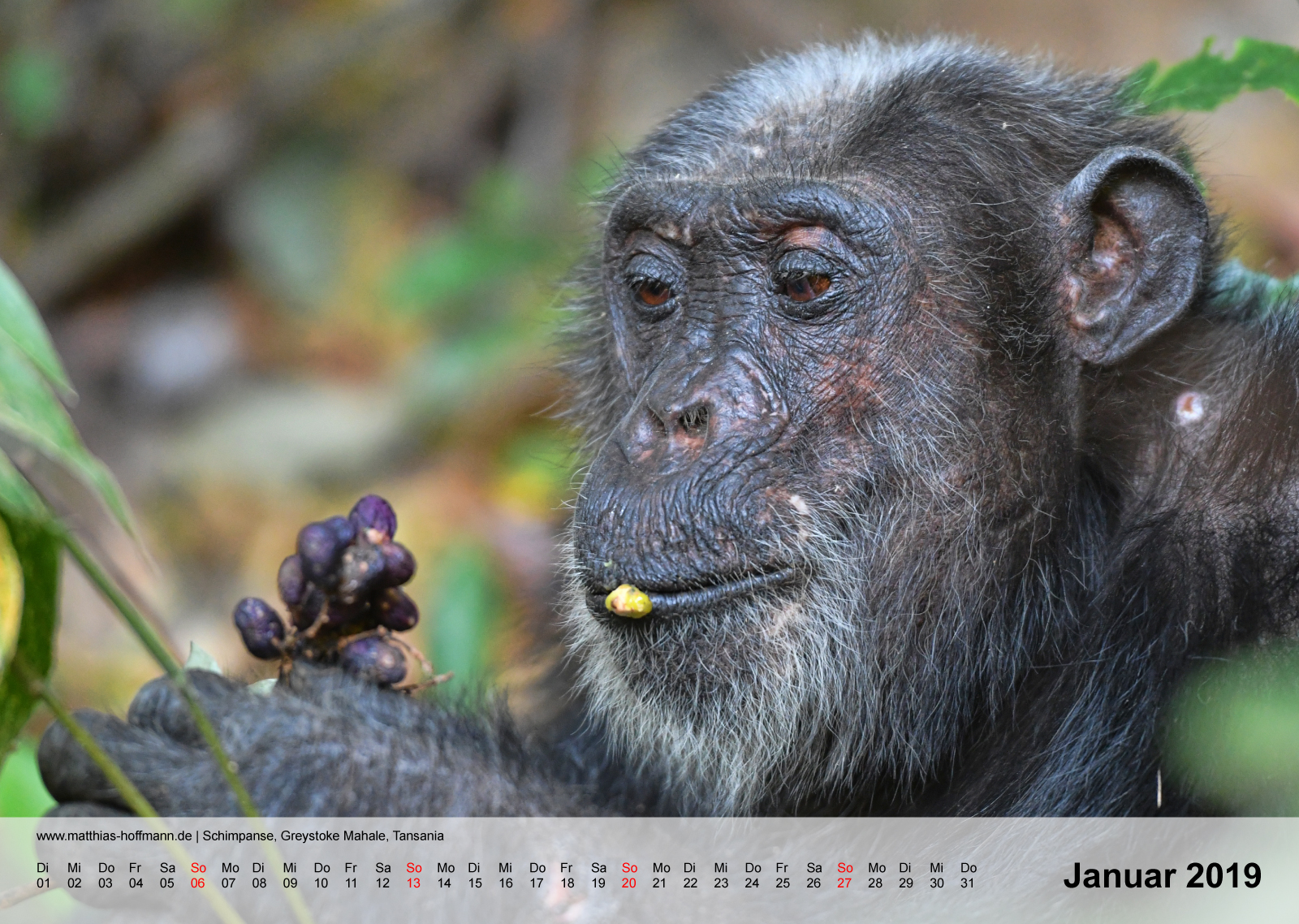 Schimpanse, Greystoke Mahale, Tansania | Kalender 2019 - Januar