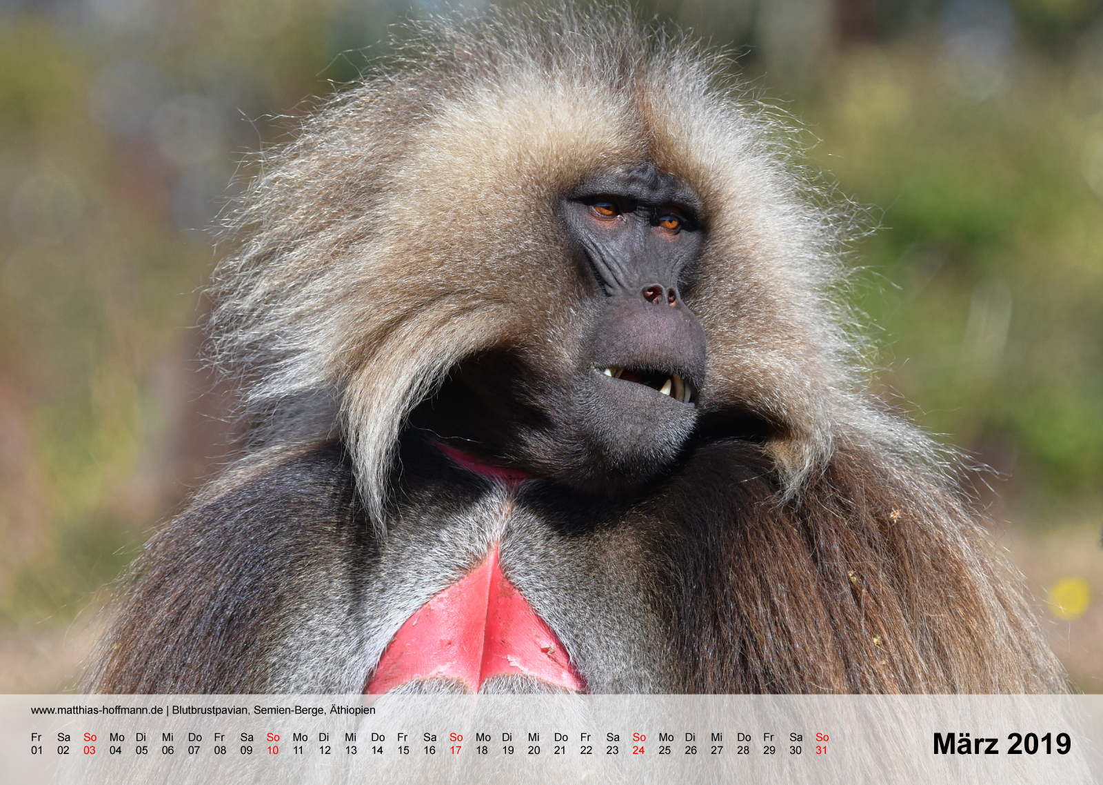 Blutbrustpavian, Semien-Berge, Äthiopien | Kalender 2019 - März